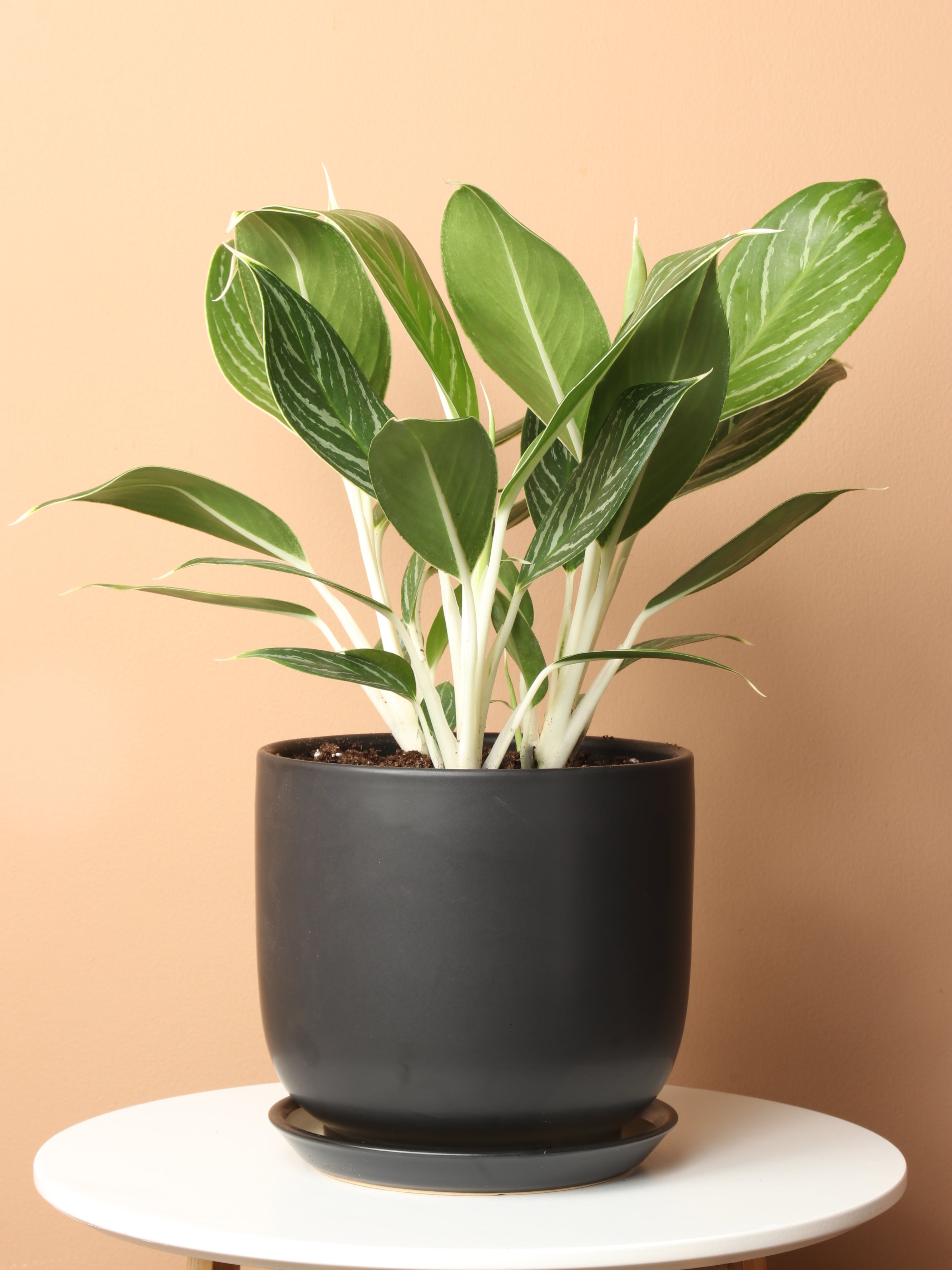 Medium Aglaonema 'White Stem'