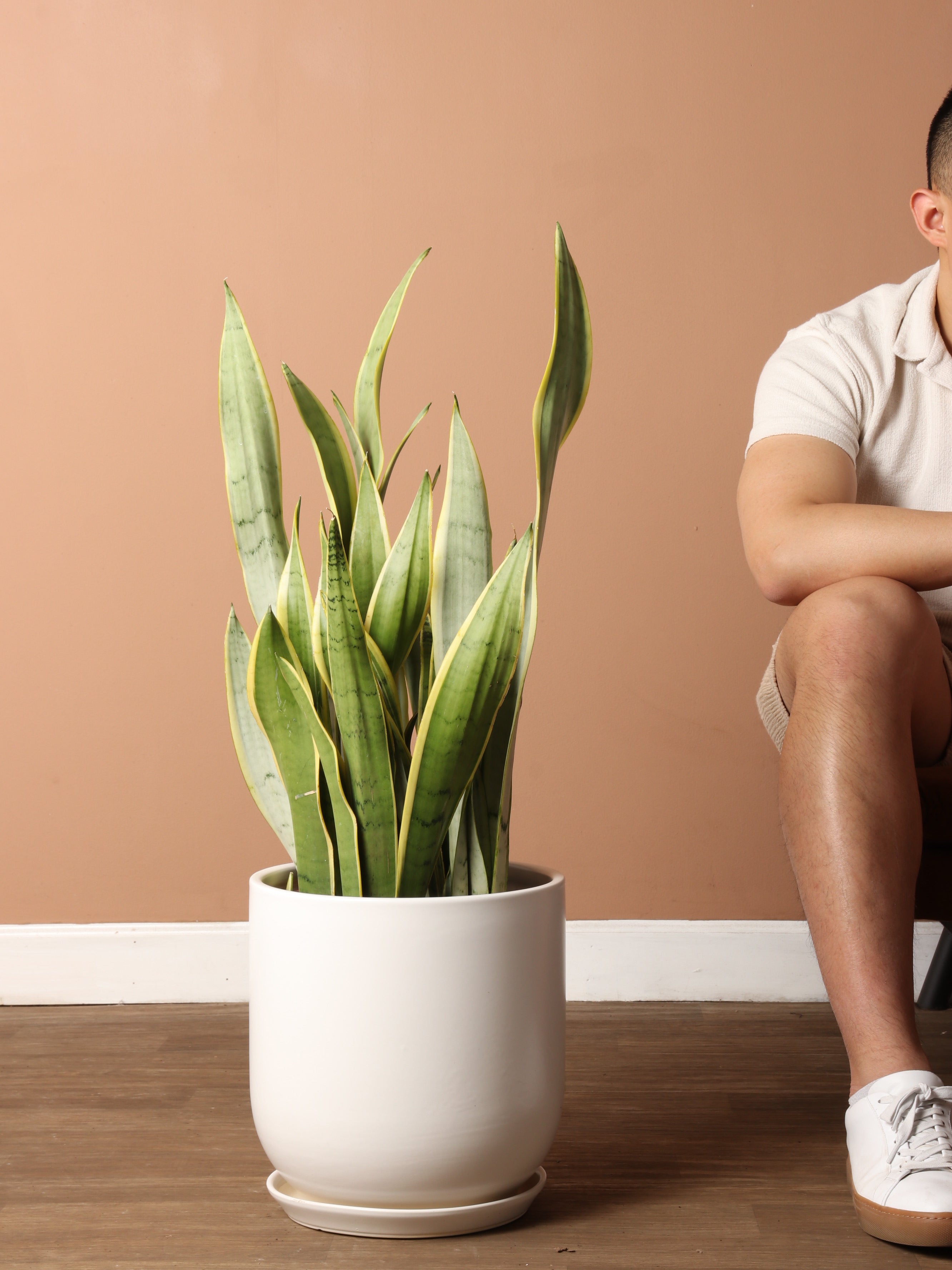 Large Silver Snake Plant ('silver laurentii')