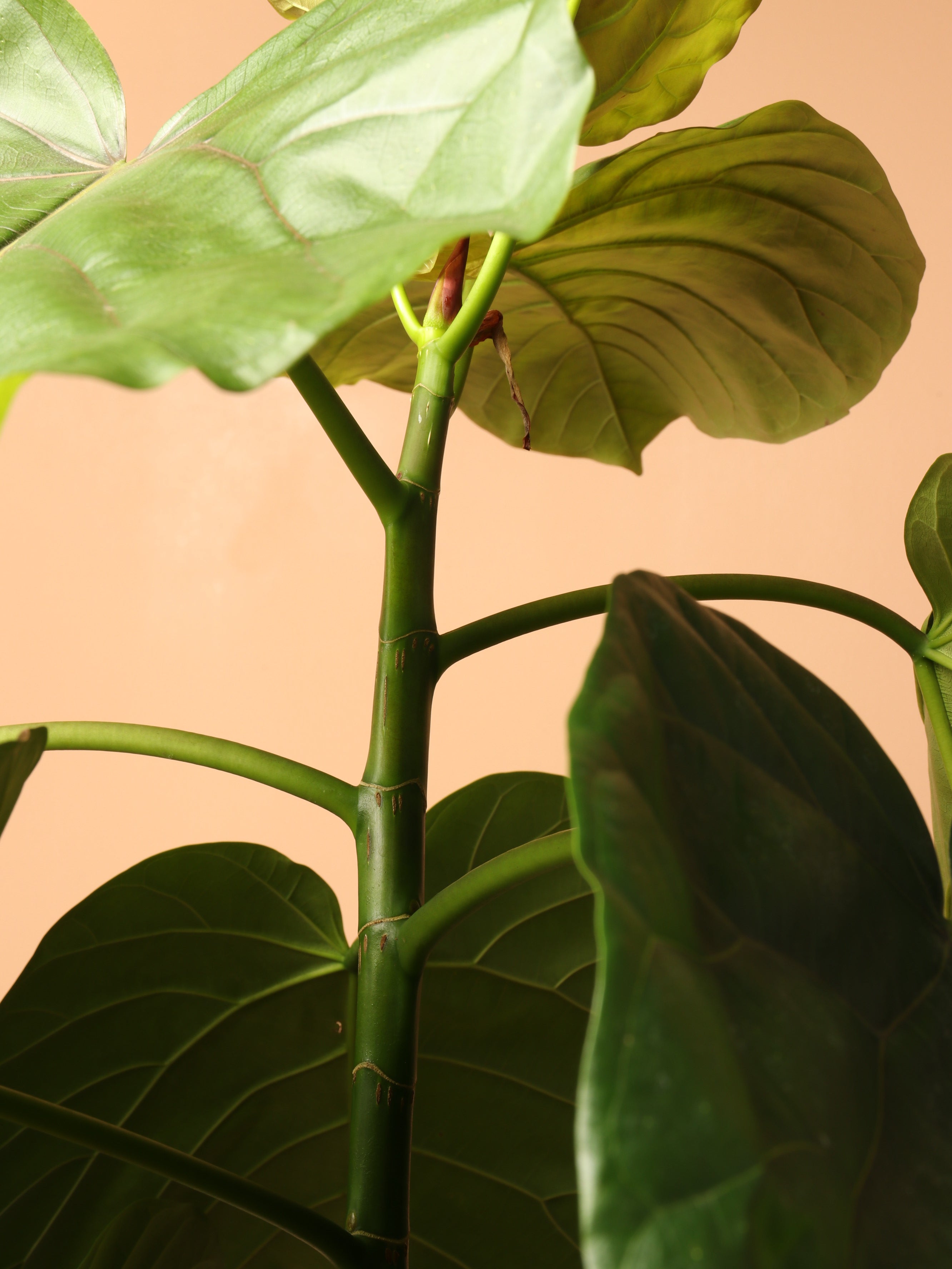 Large Ficus Umbellata