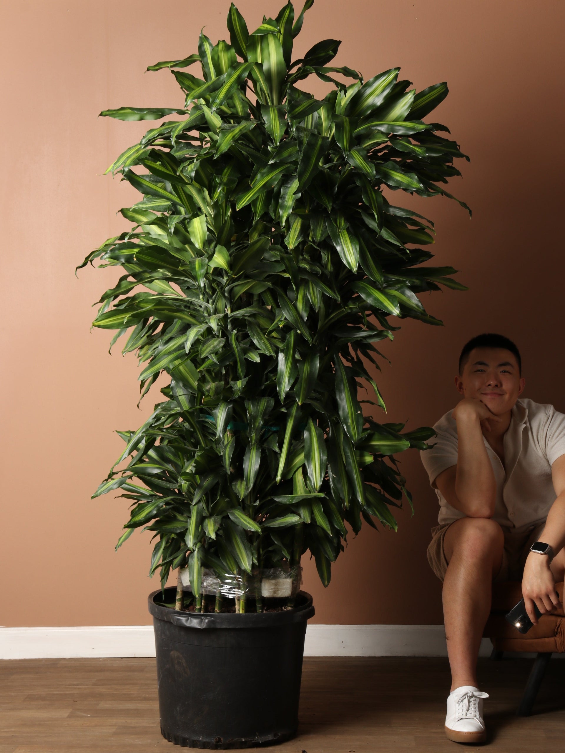 7-10 FT Dracaena Cintho Cane