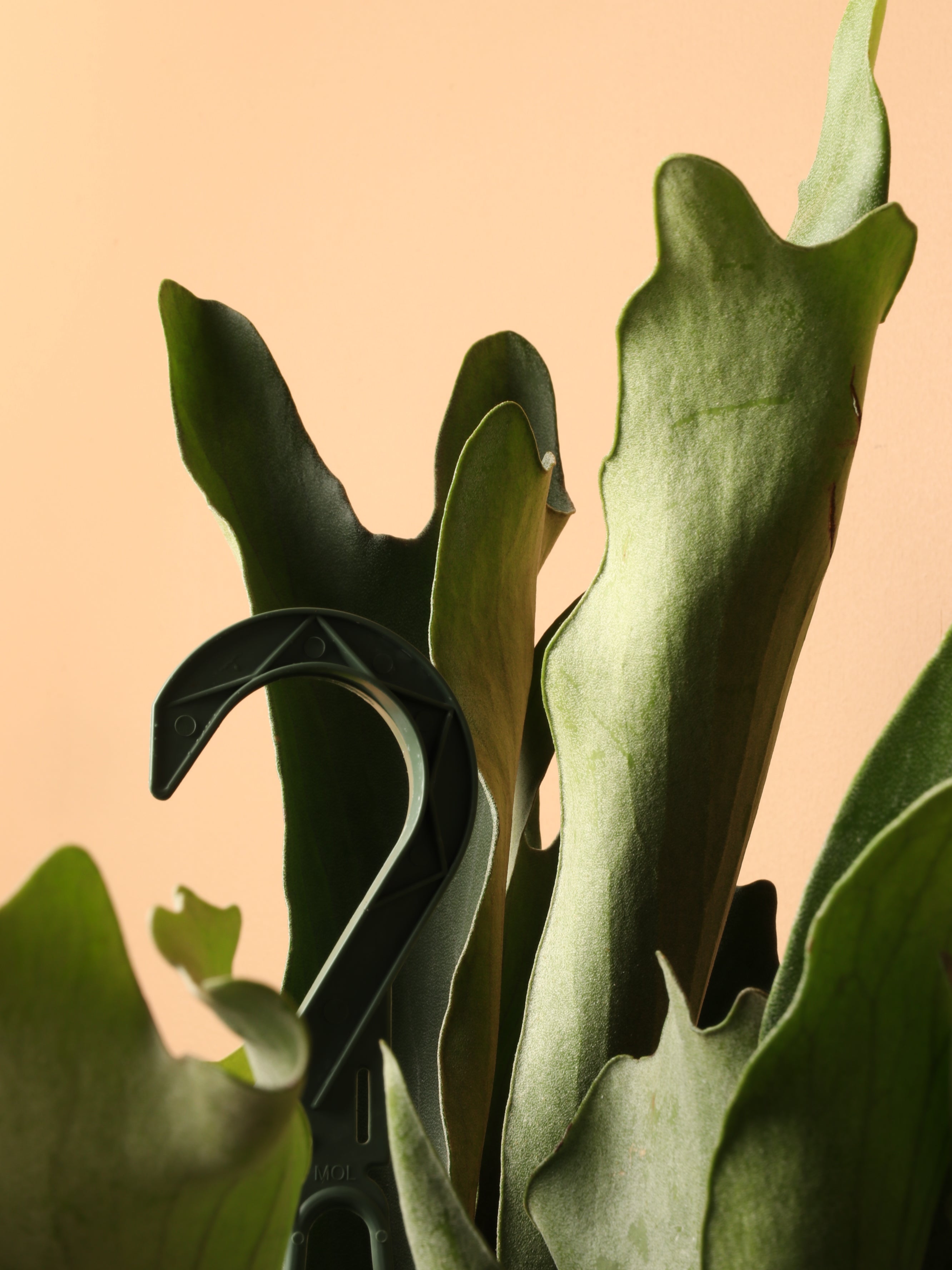 Hanging Staghorn Ferns