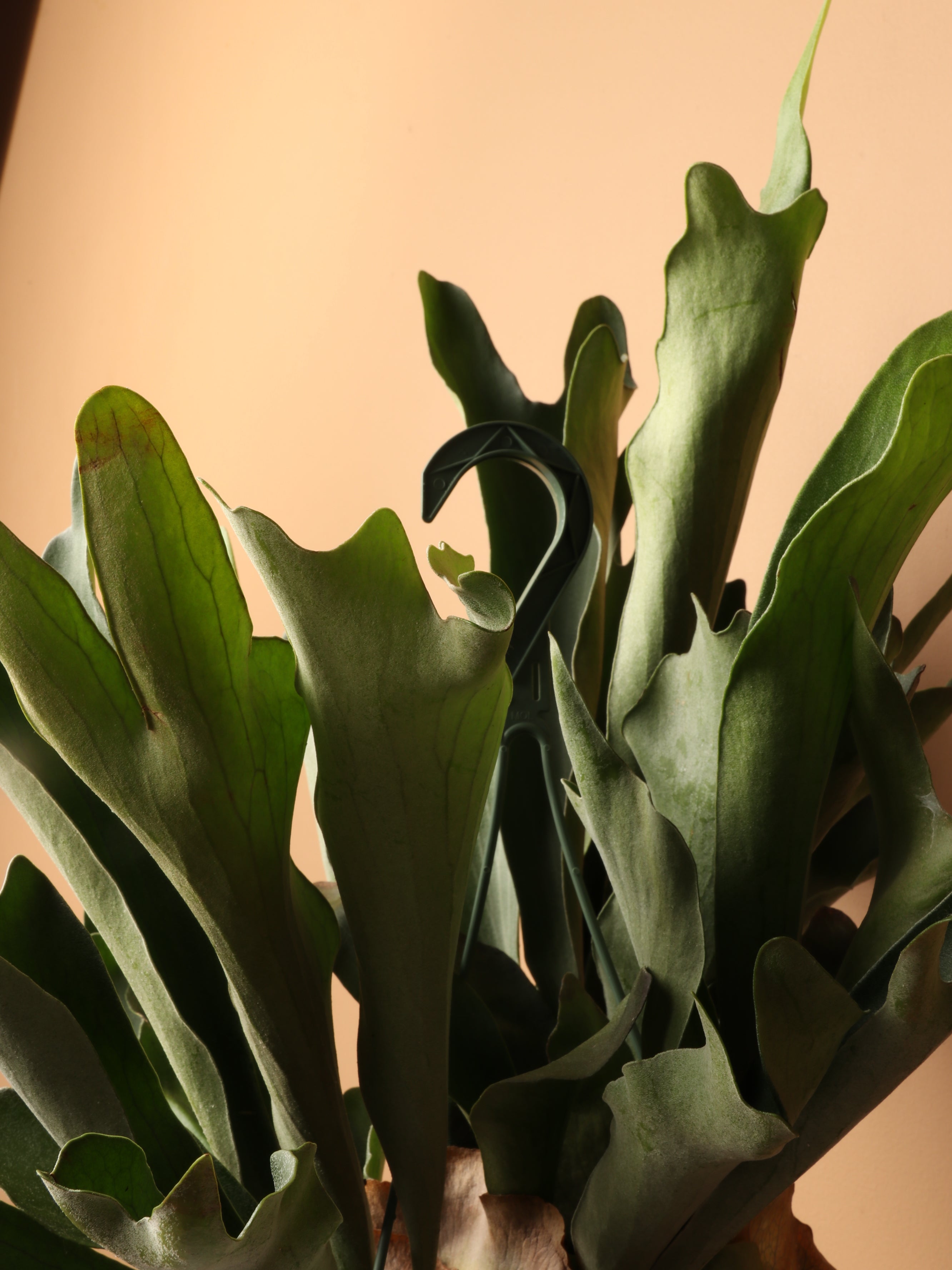 Hanging Staghorn Ferns