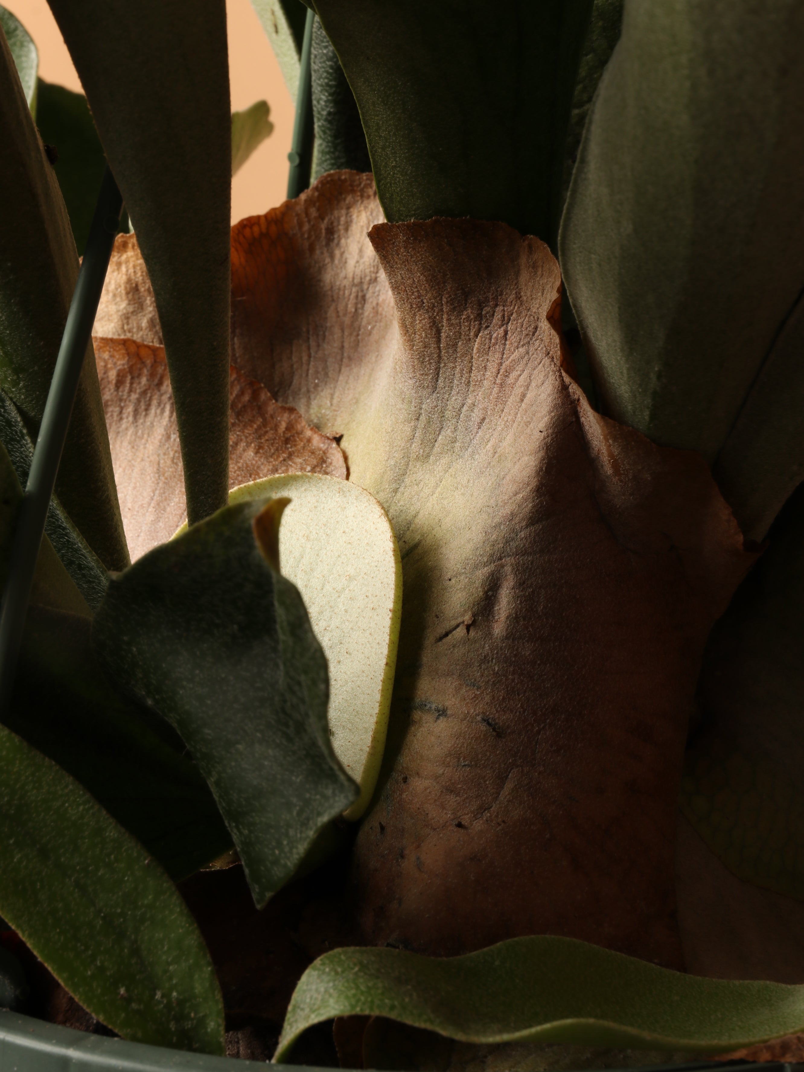 Hanging Staghorn Ferns