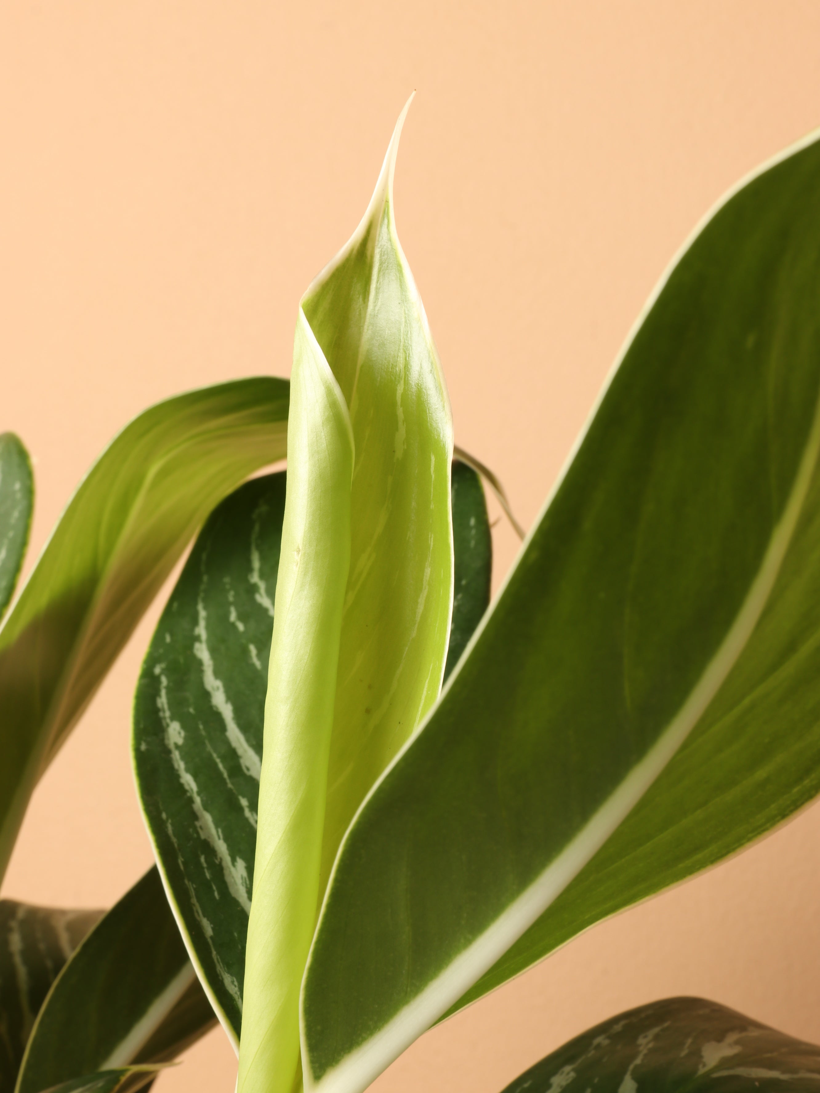 Medium Aglaonema 'White Stem'