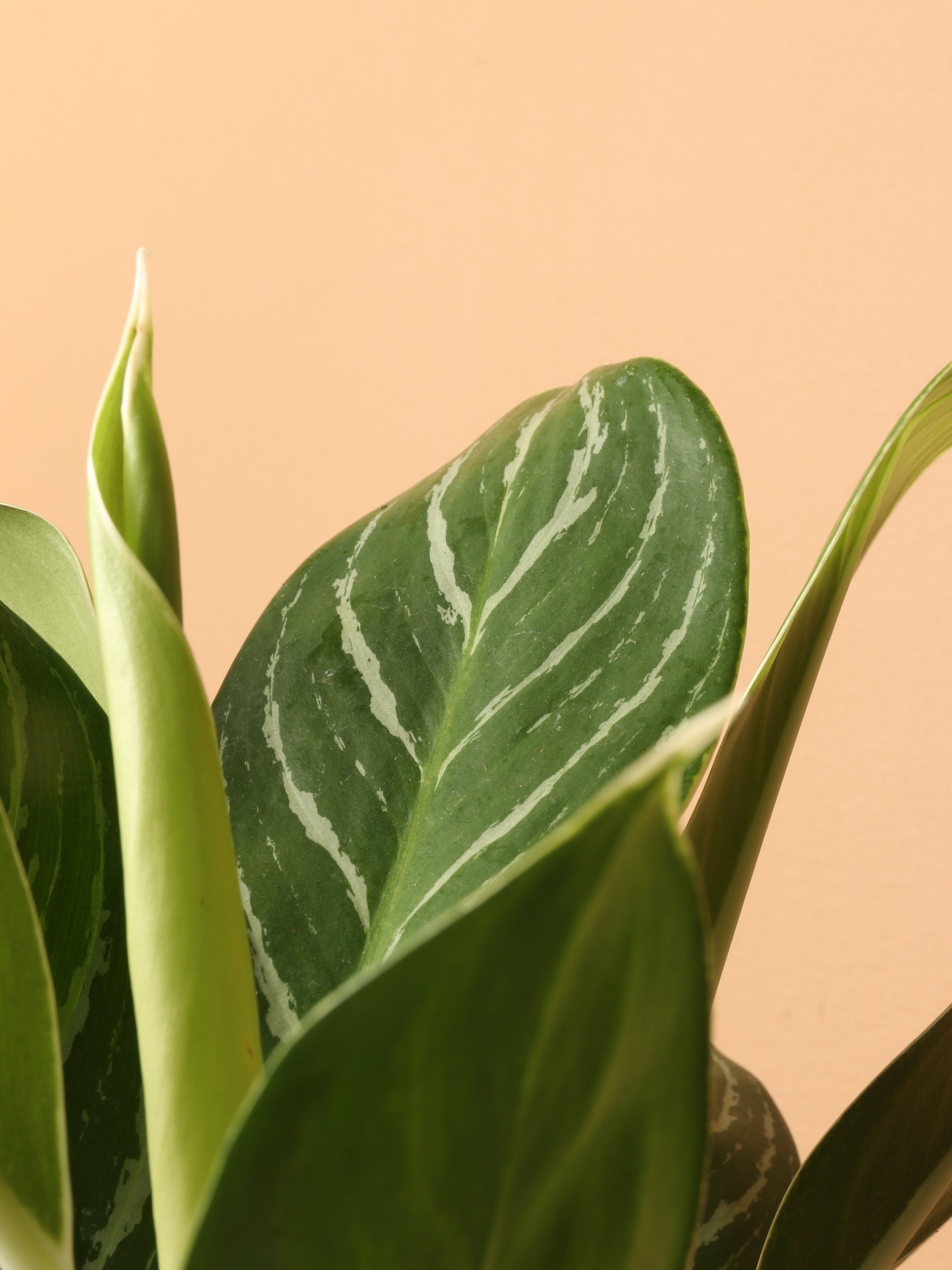 Medium Aglaonema 'White Stem'