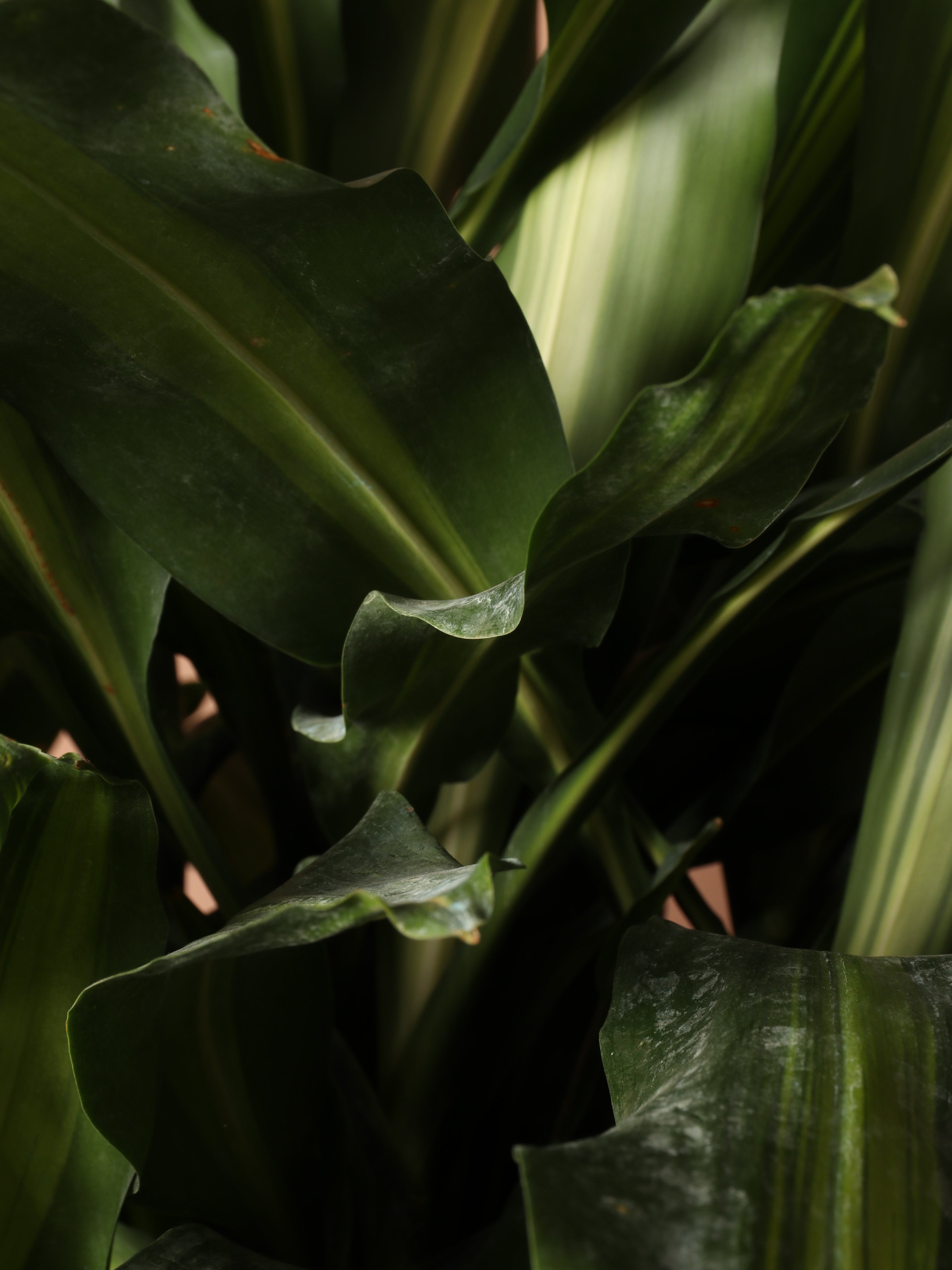 Huge Dracaena Cintho Cane