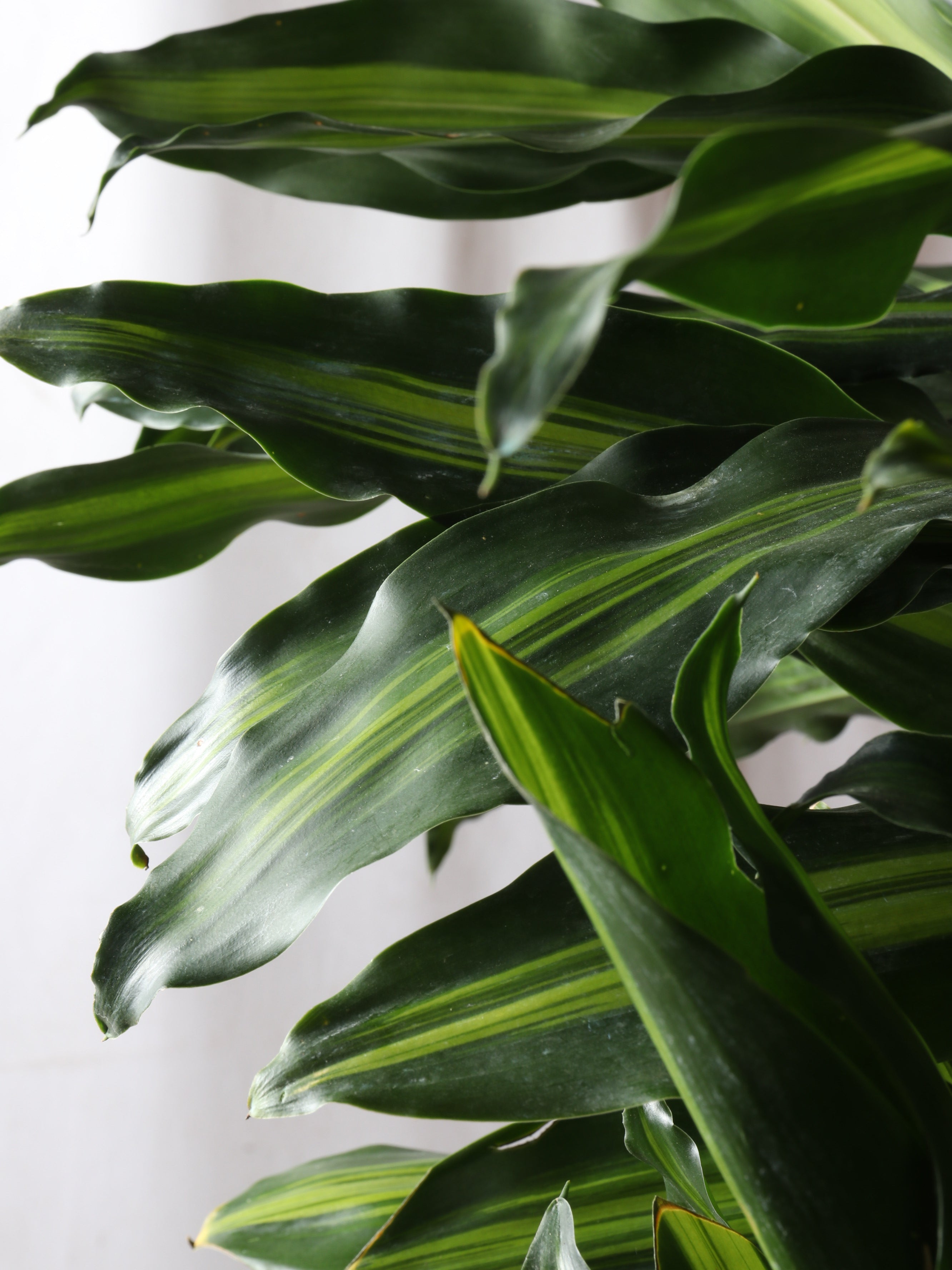 Huge Dracaena Cintho Cane