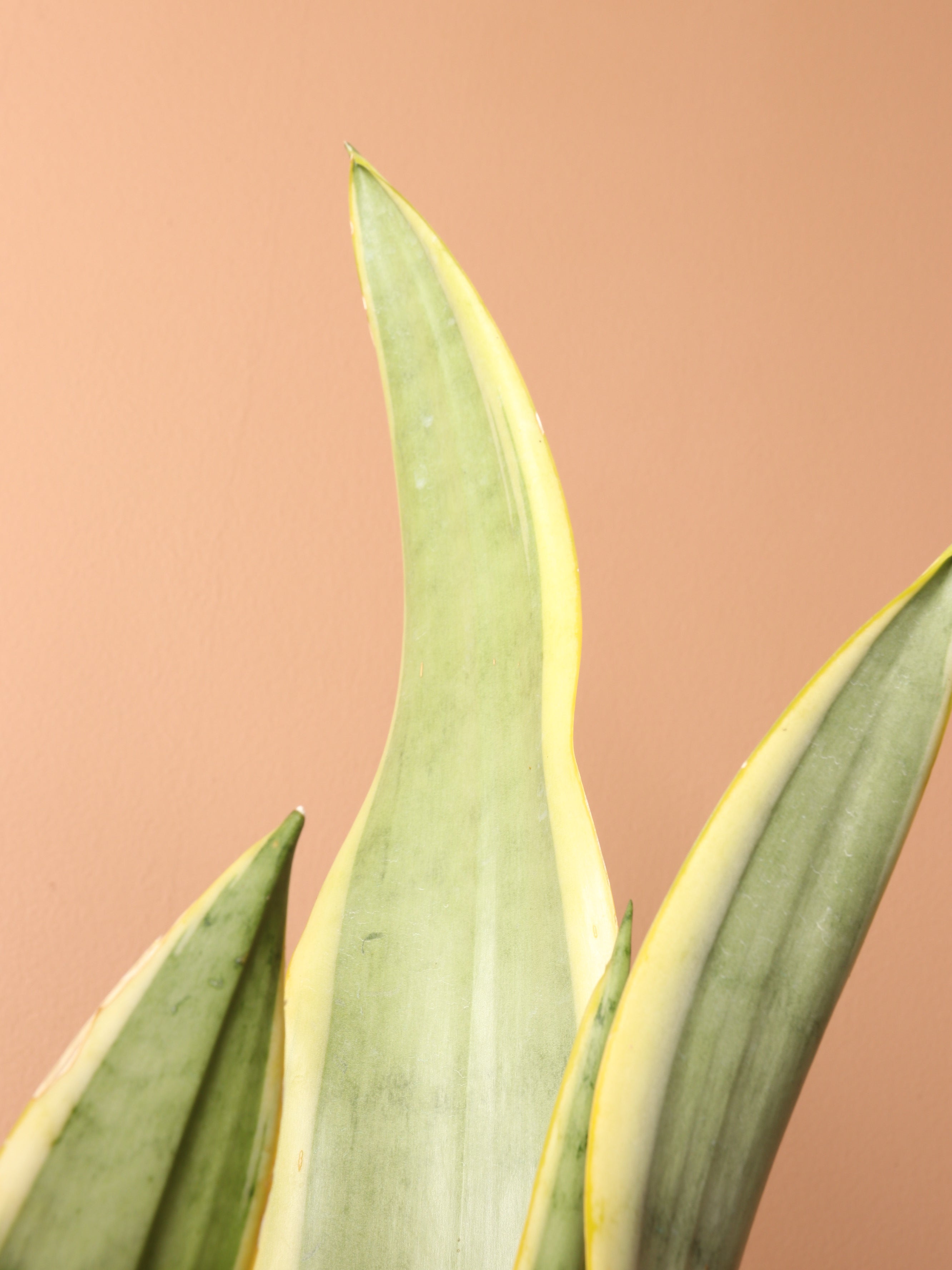 Large Silver Snake Plant ('silver laurentii')