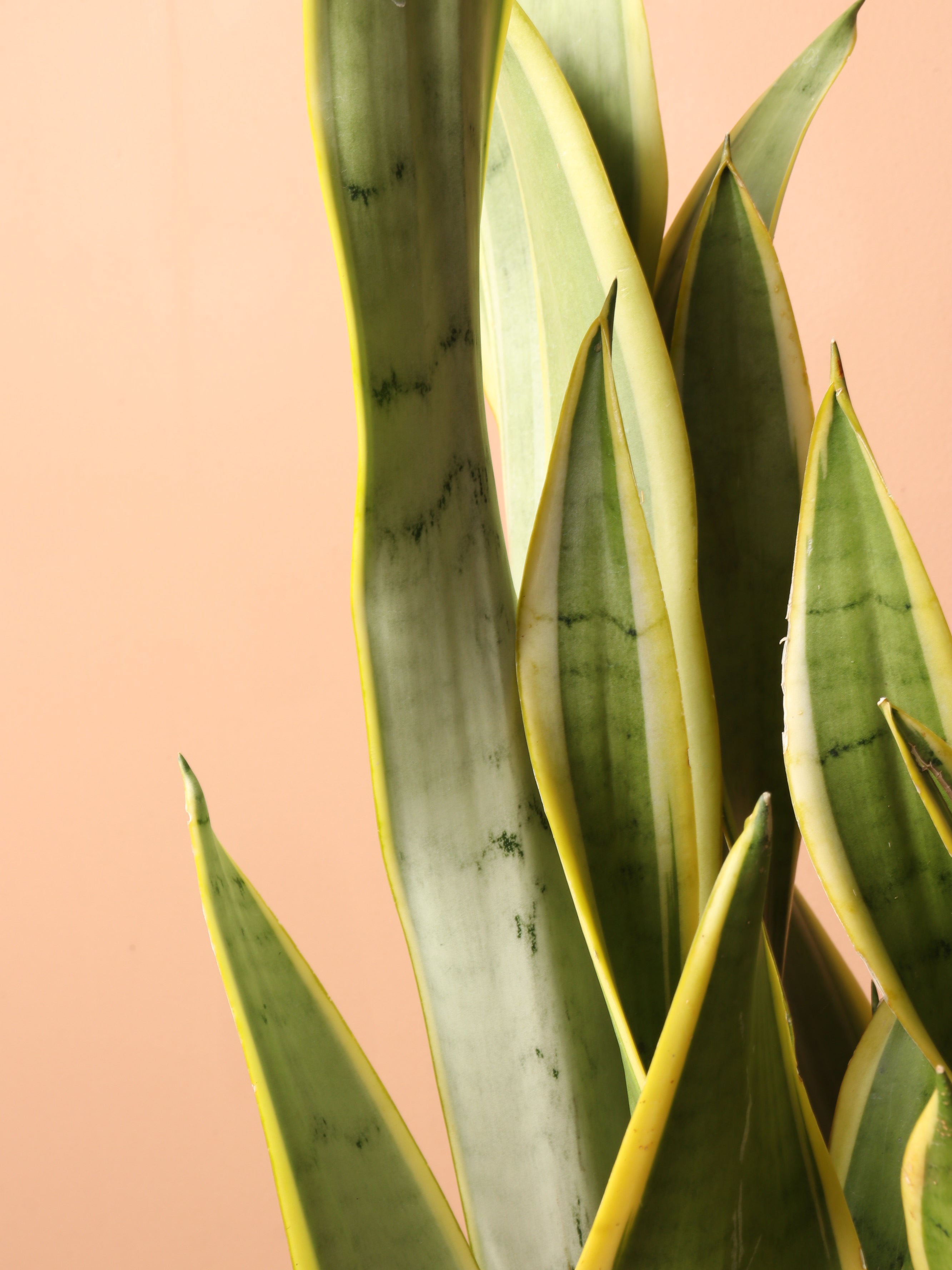 Large Silver Snake Plant ('silver laurentii')