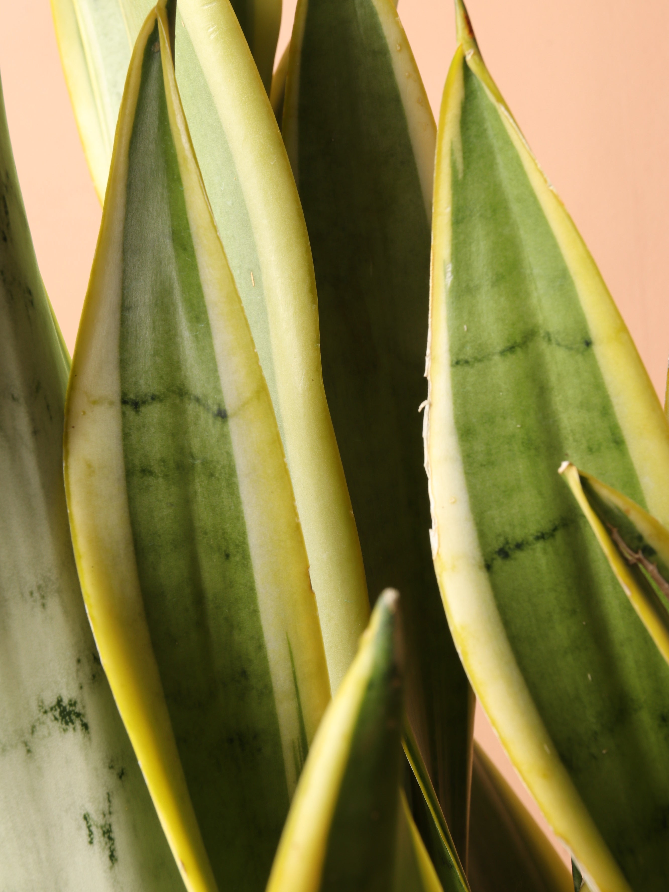 Large Silver Snake Plant ('silver laurentii')