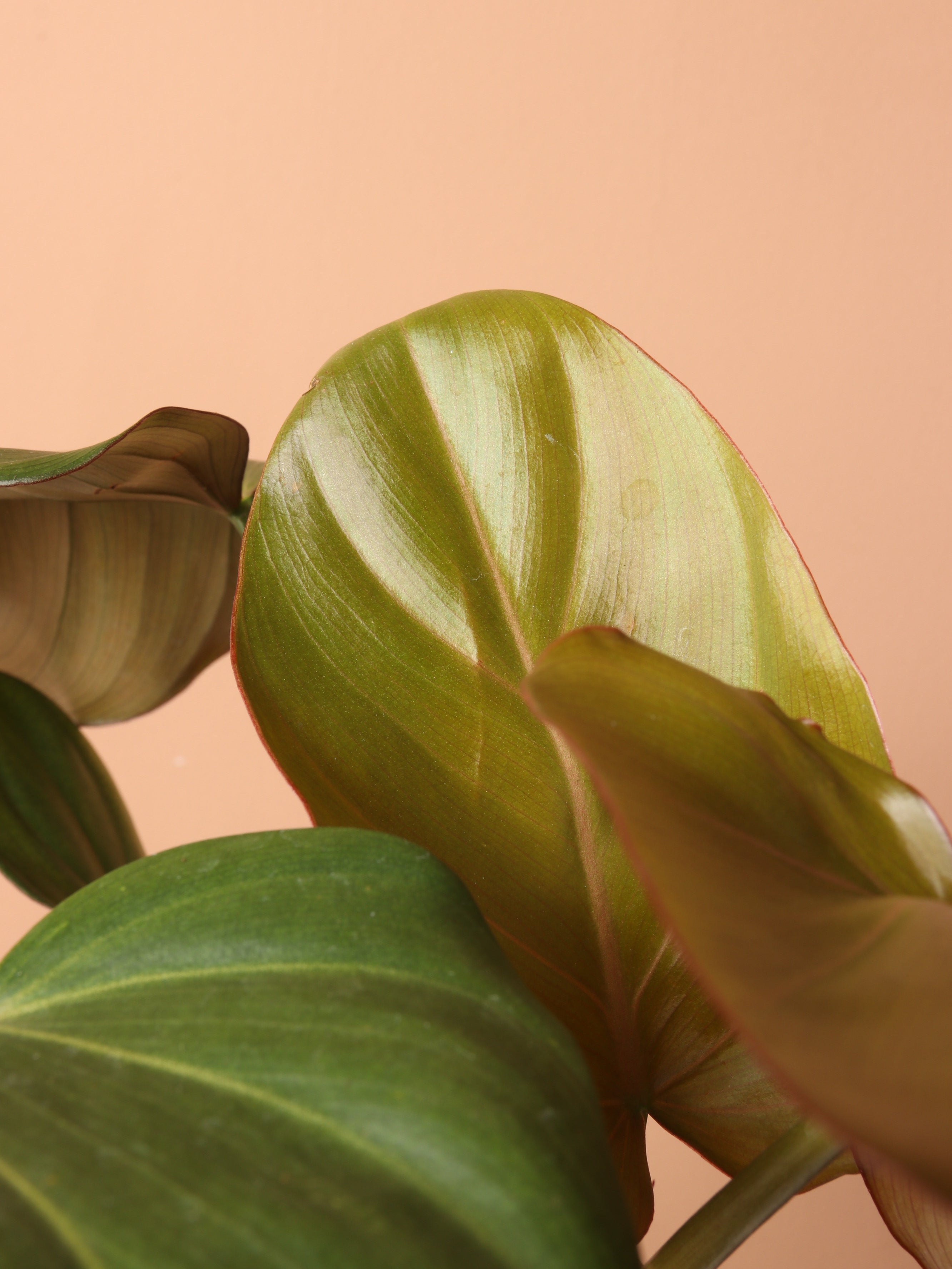 Medium Philodendron 'Gloriosum'