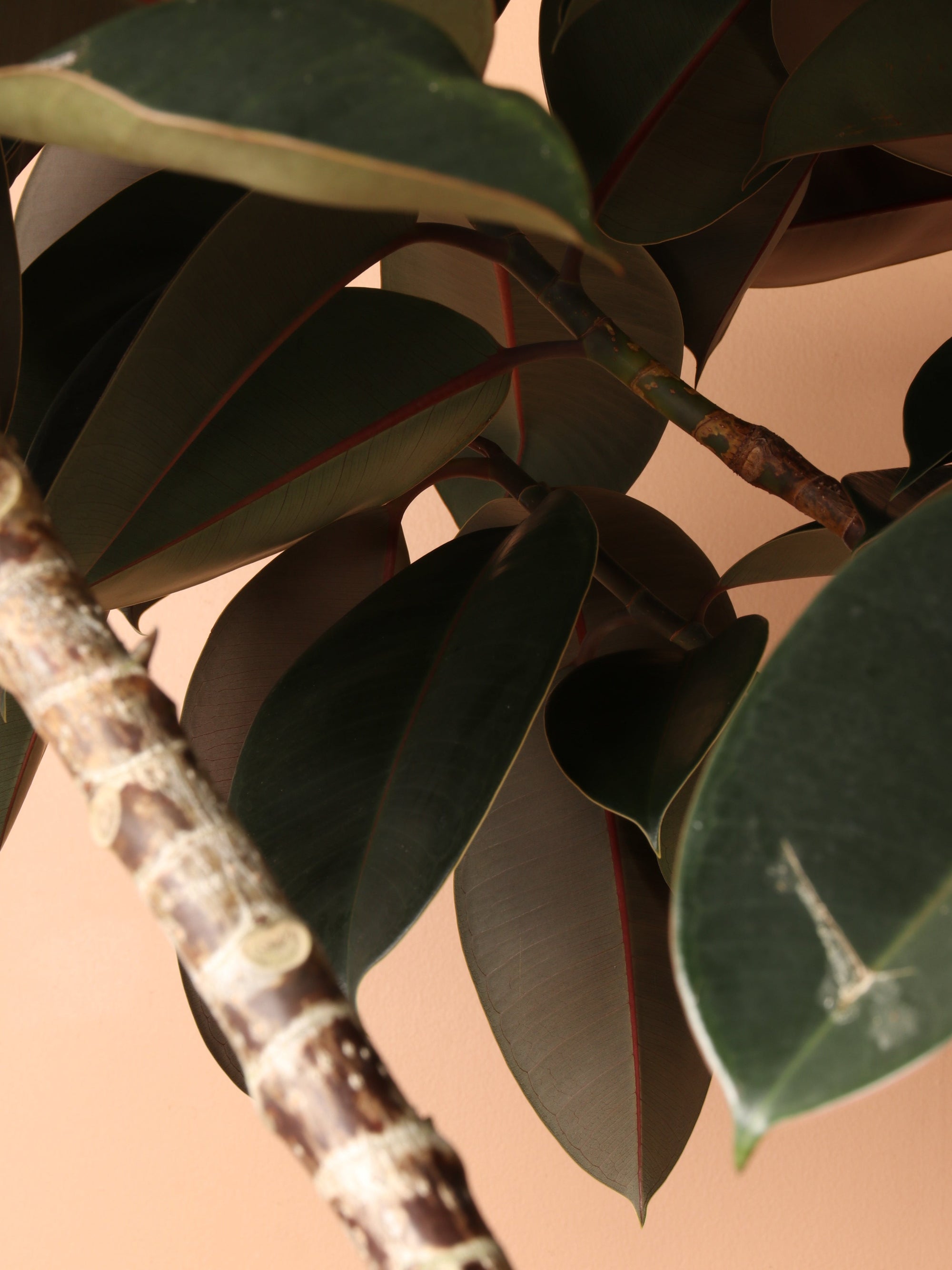 7-10ft Tall Rubber Tree Std
