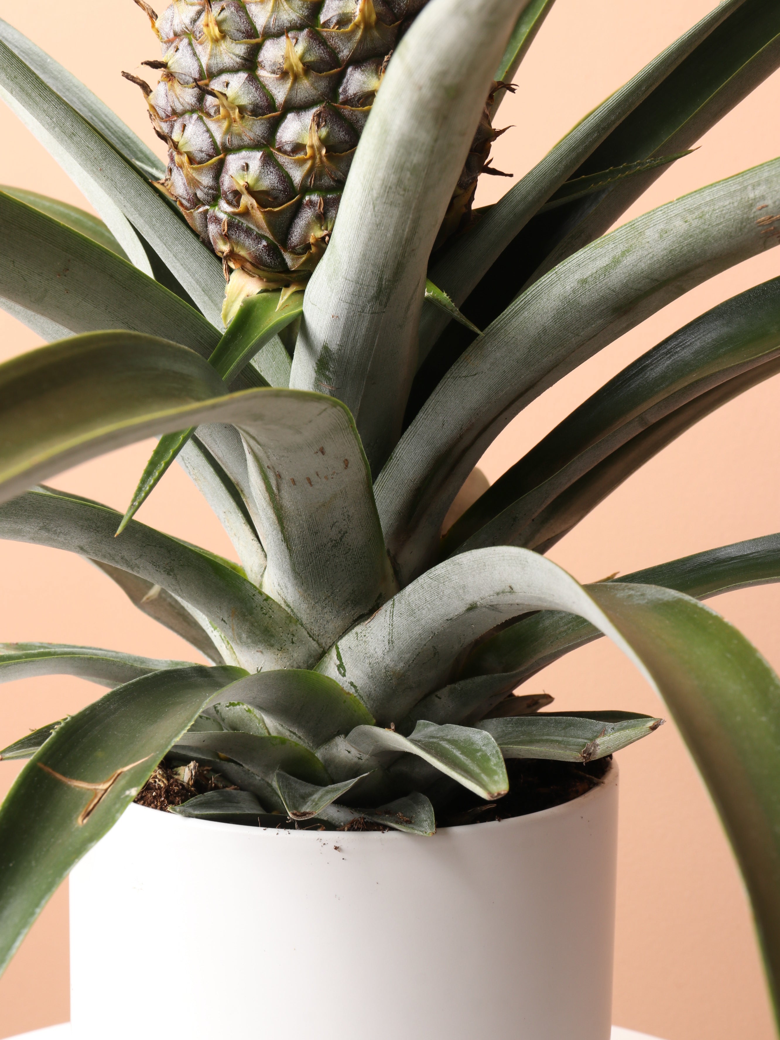 Pineapple plant hot sale toxic to dogs