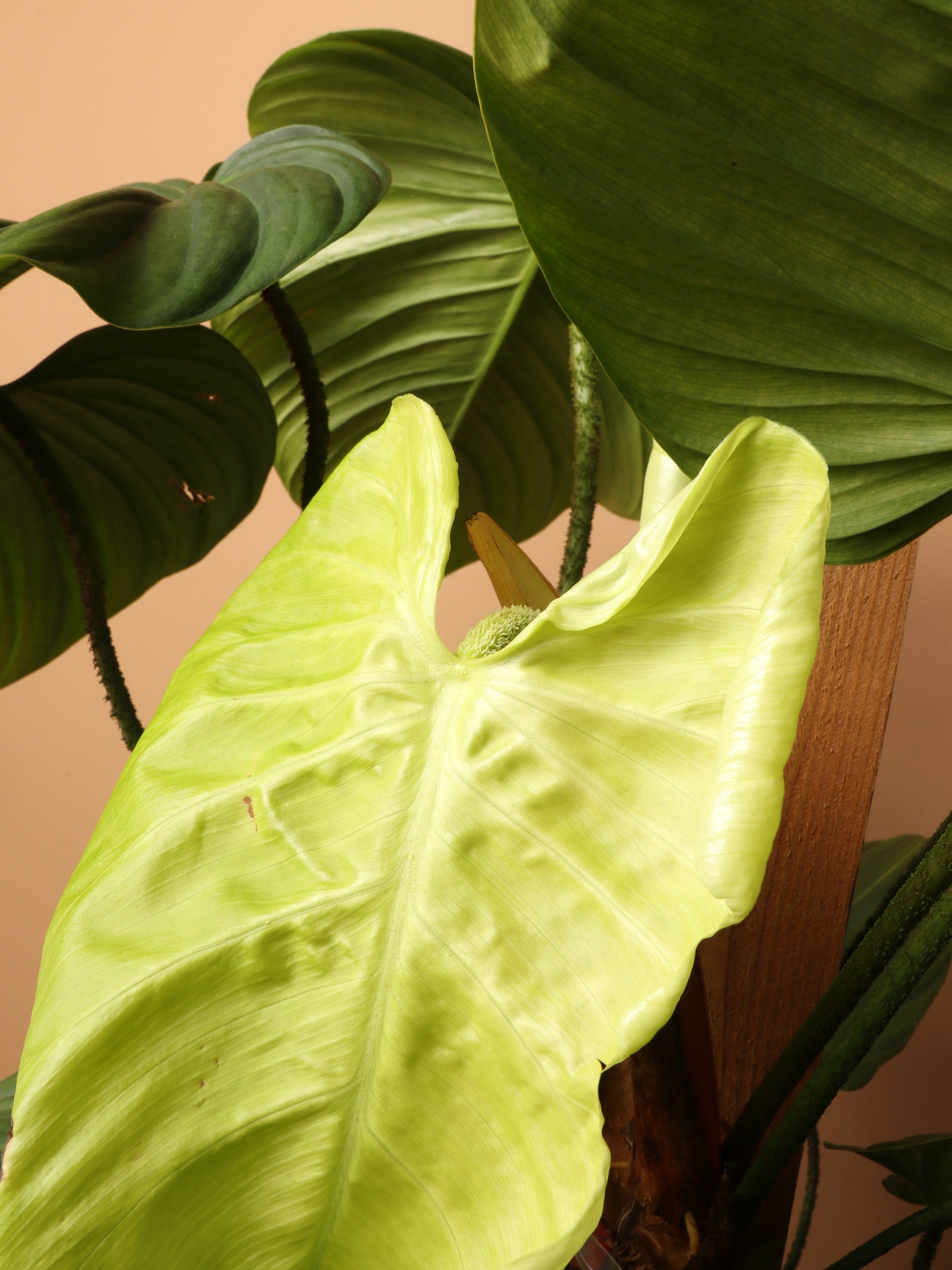 Large Philodendron 'Fuzzy Petiole'