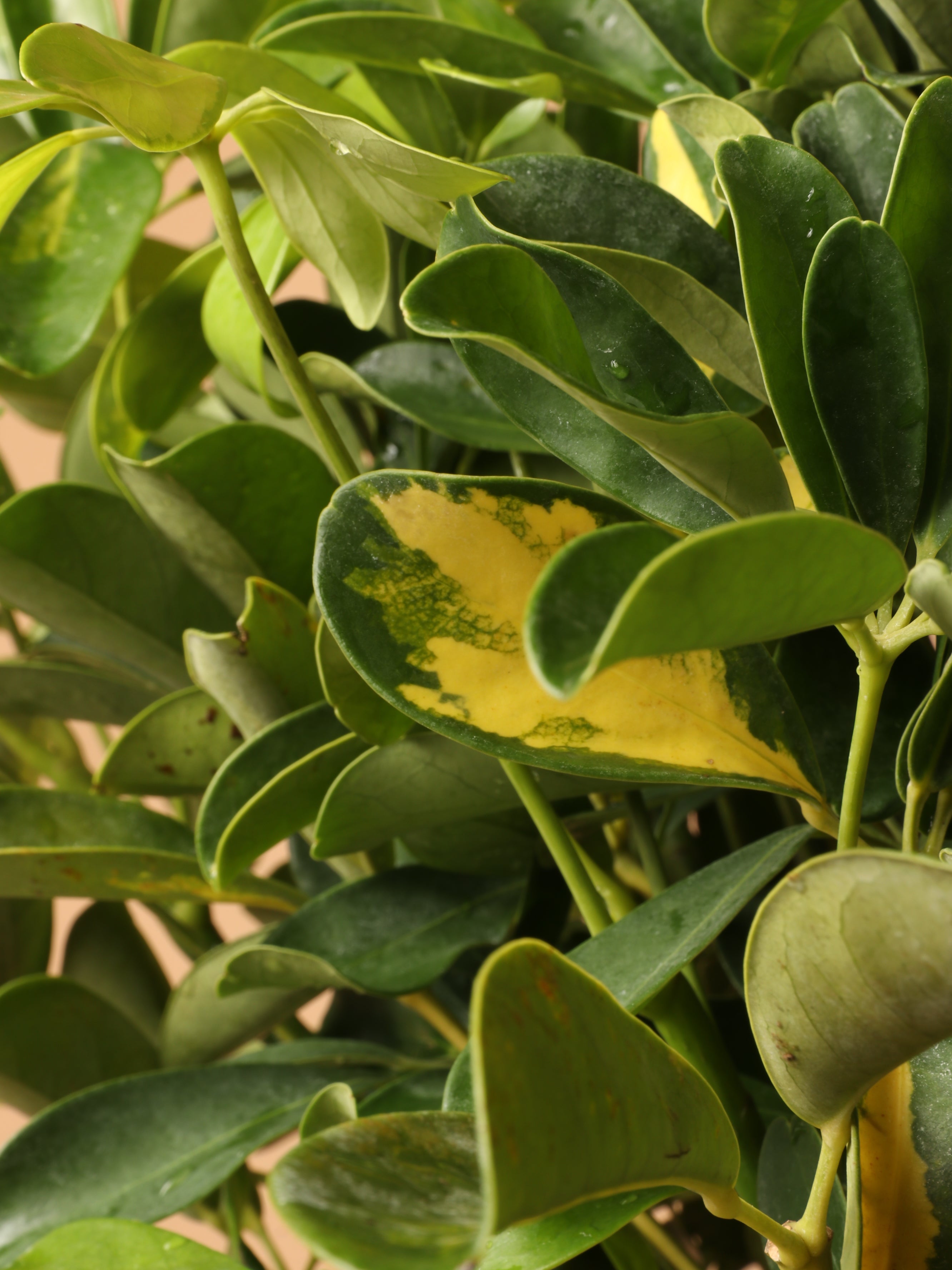 Extra Large Schefflera Arboricola Variegata