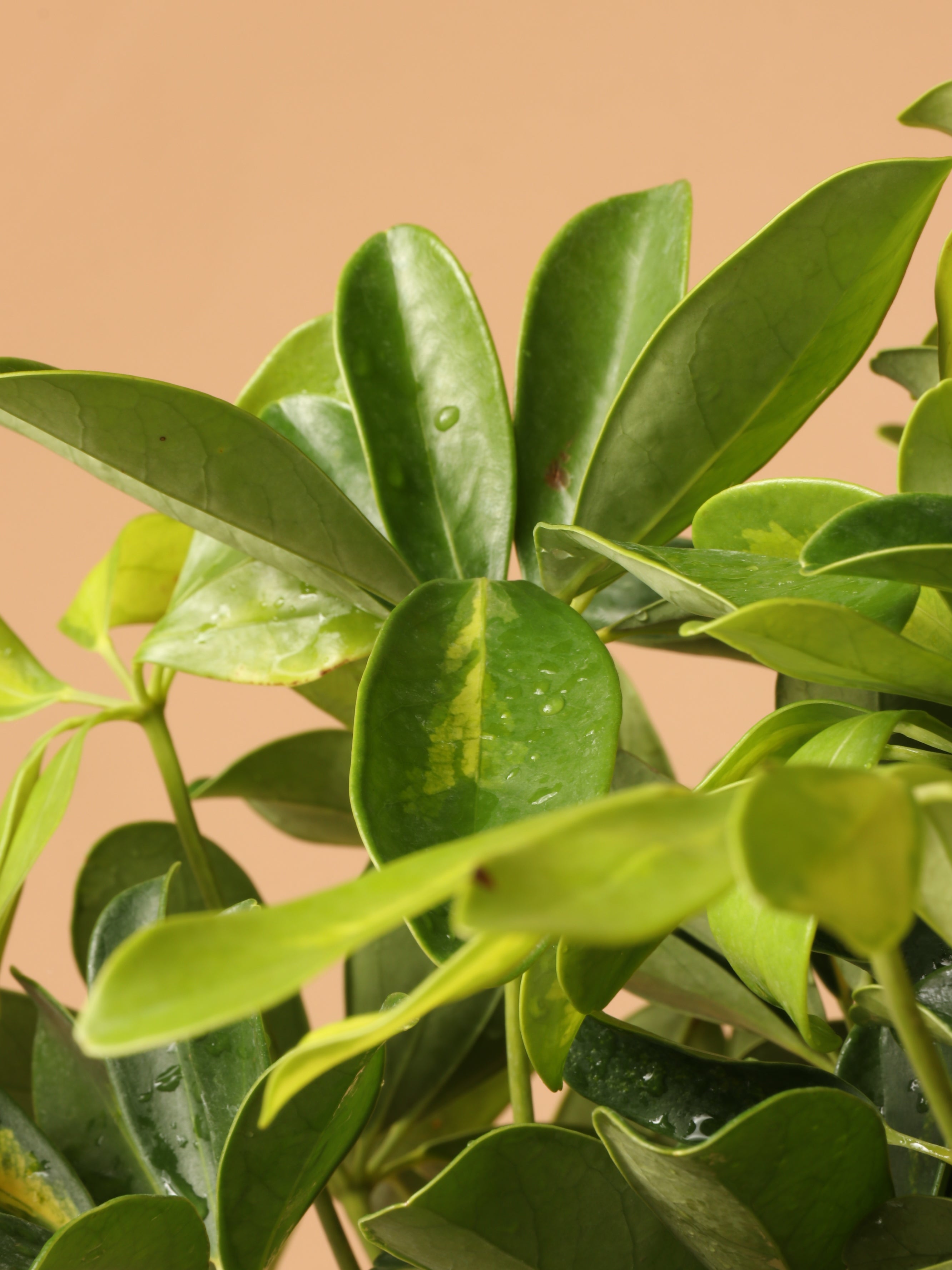 Extra Large Schefflera Arboricola Variegata