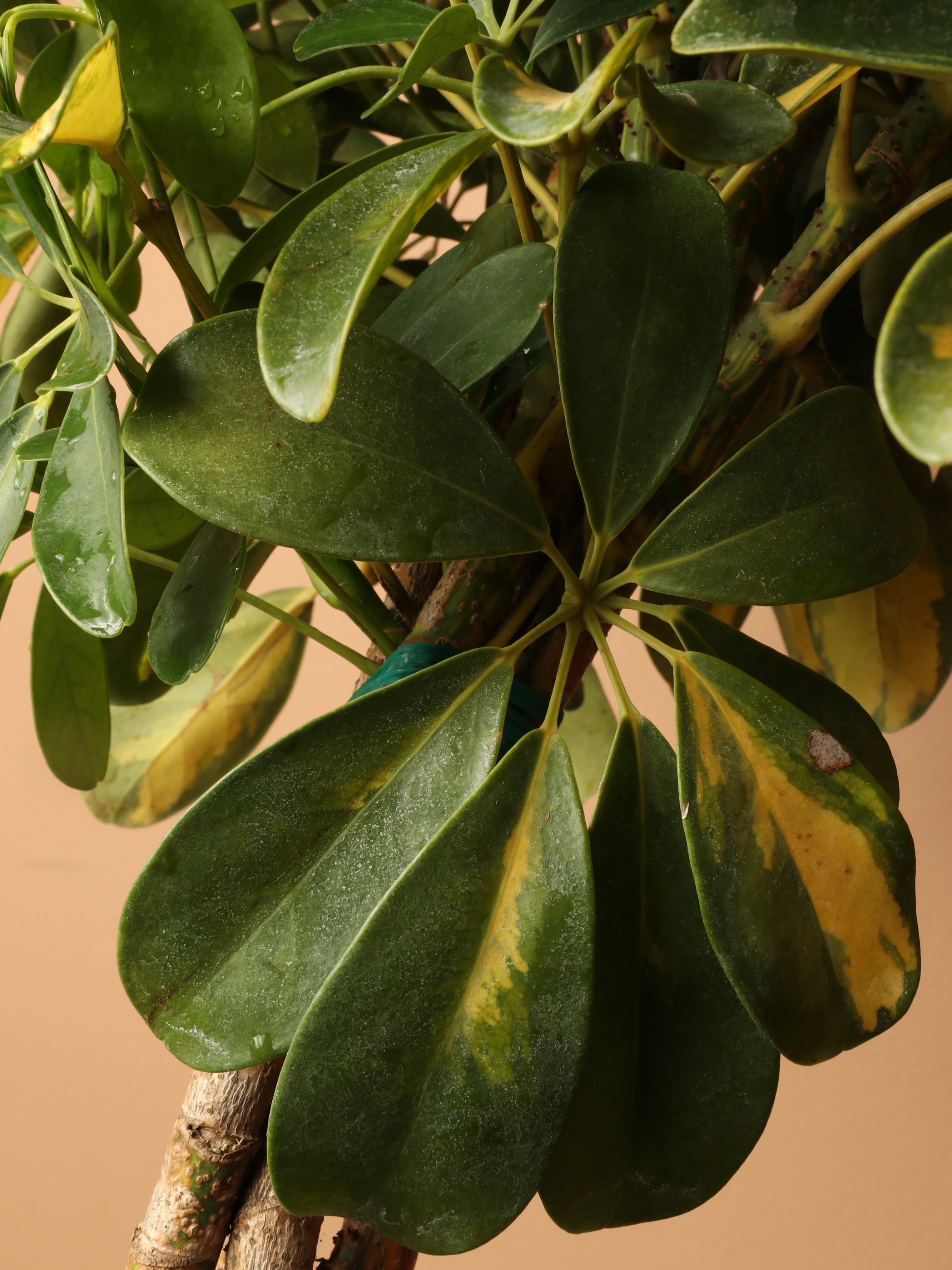 Extra Large Schefflera Arboricola Variegata