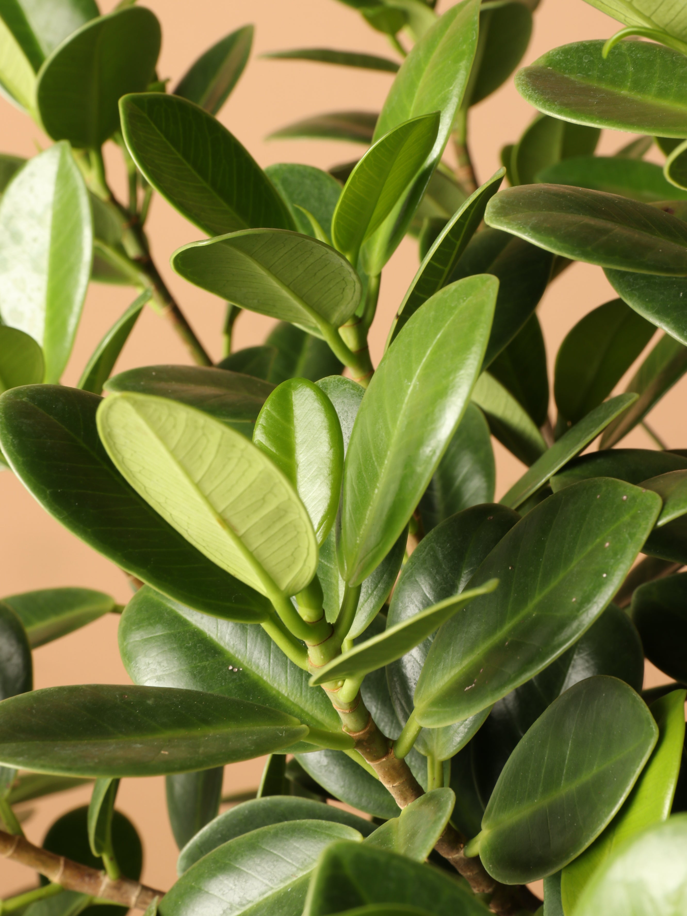 Extra Large Ficus 'Green Island'