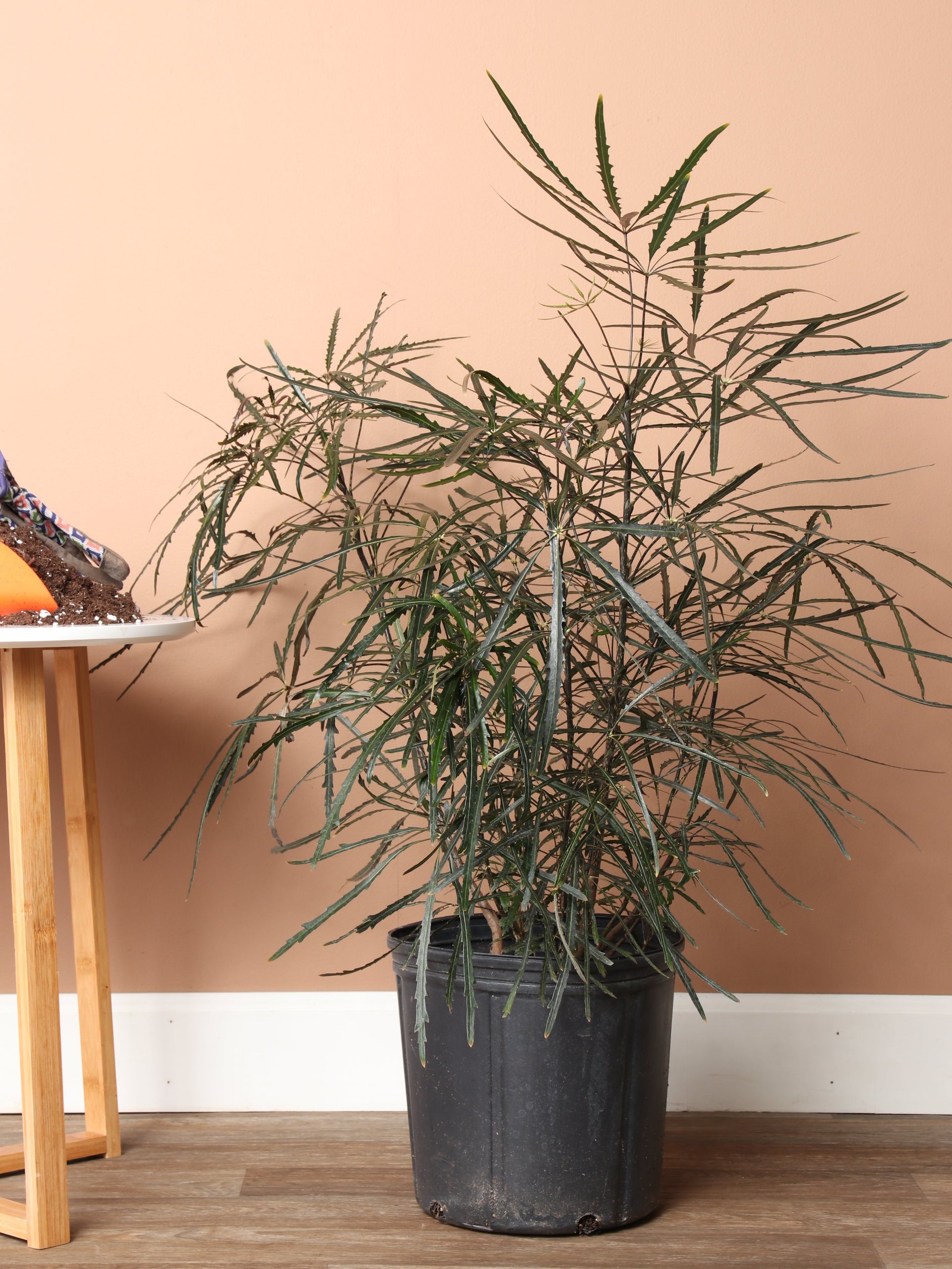 2-3 Feet False Aralia