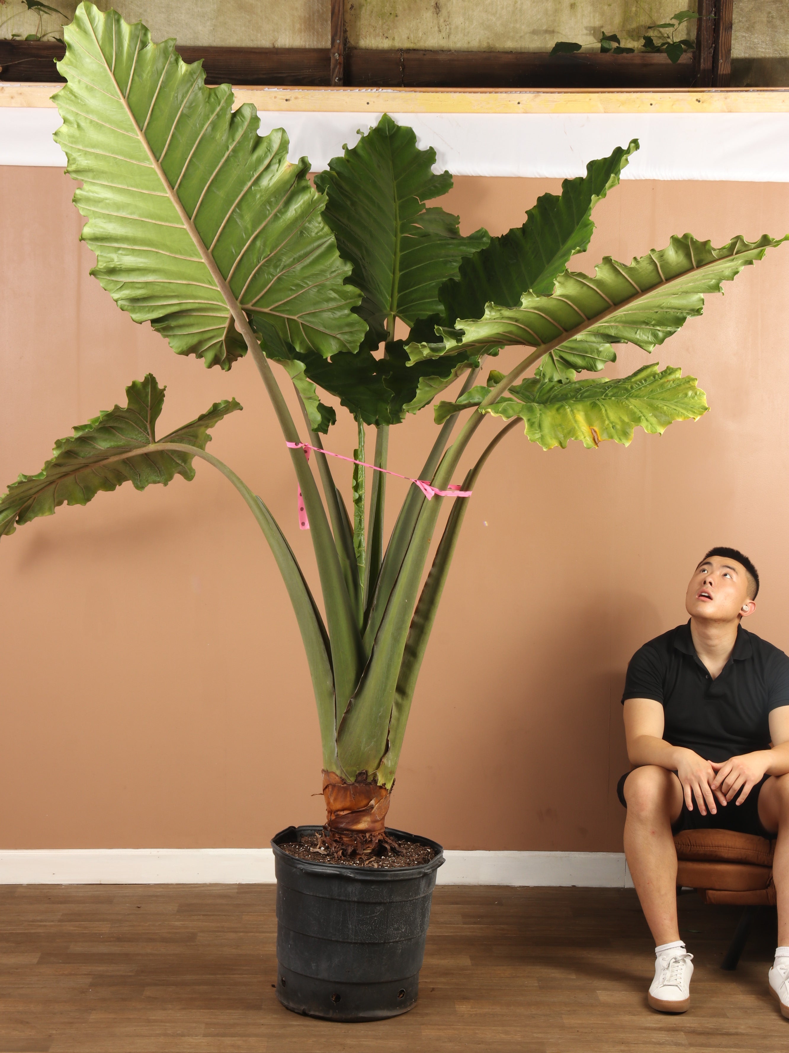 Huge Alocasia 'Macrorrhiza' (Giant Taro Plant)