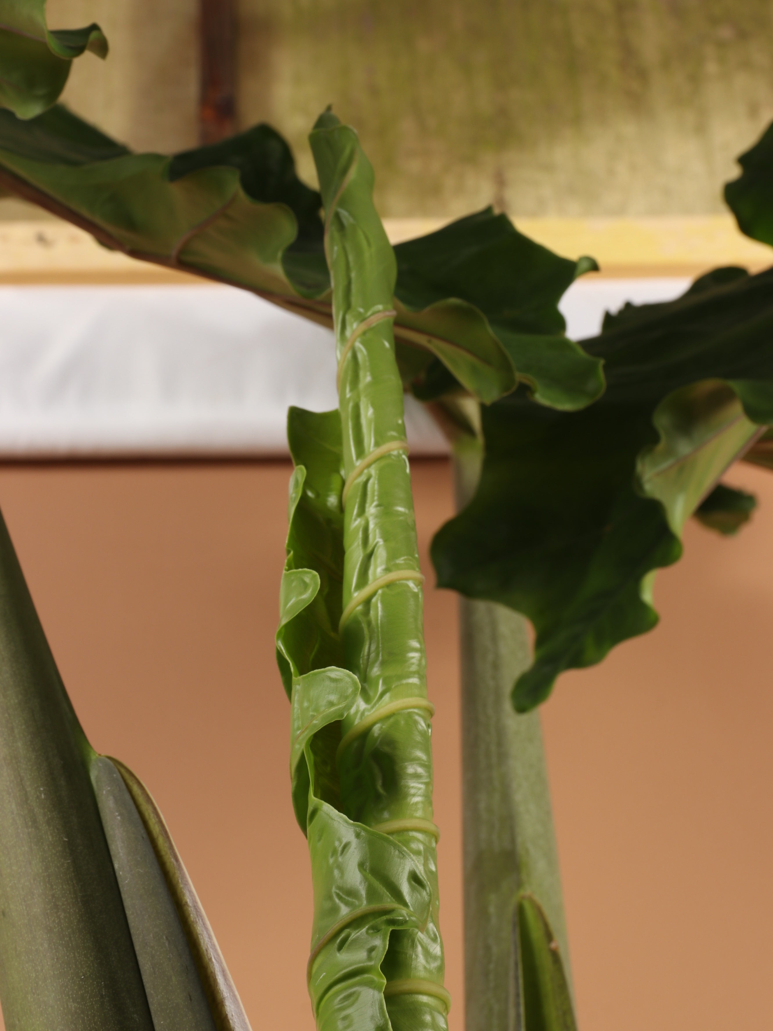 Huge Alocasia 'Macrorrhiza' (Giant Taro Plant)