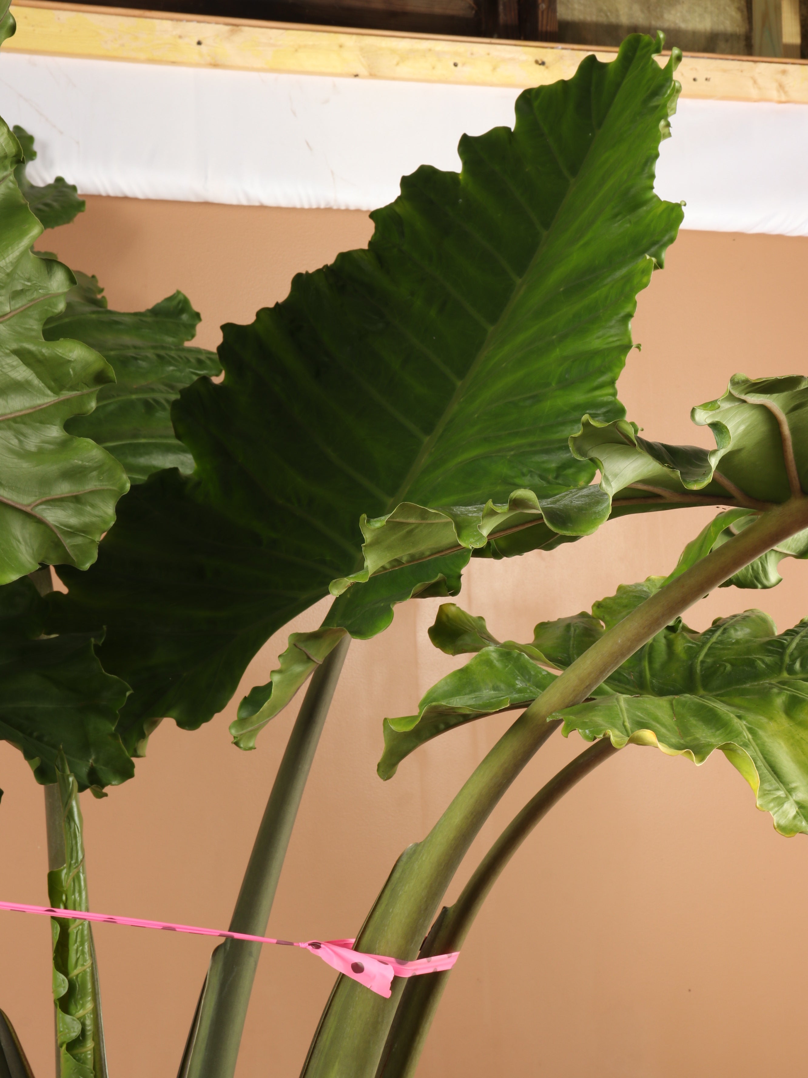 Huge Alocasia 'Macrorrhiza' (Giant Taro Plant)