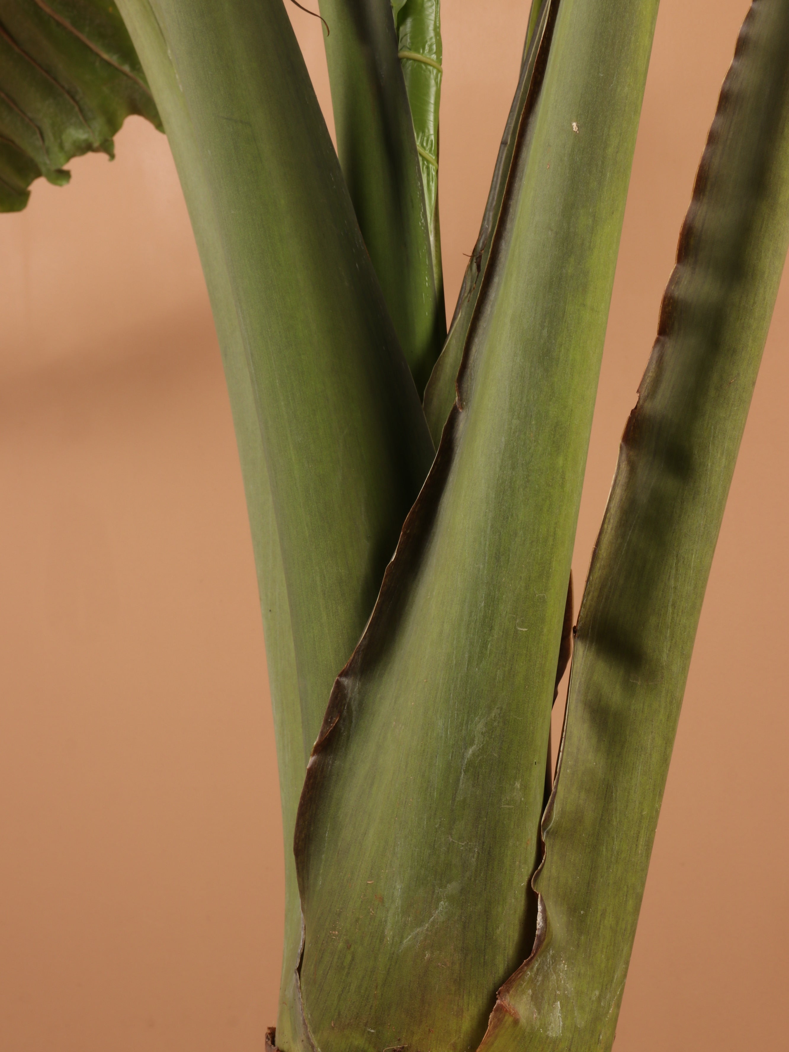 Huge Alocasia 'Macrorrhiza' (Giant Taro Plant)