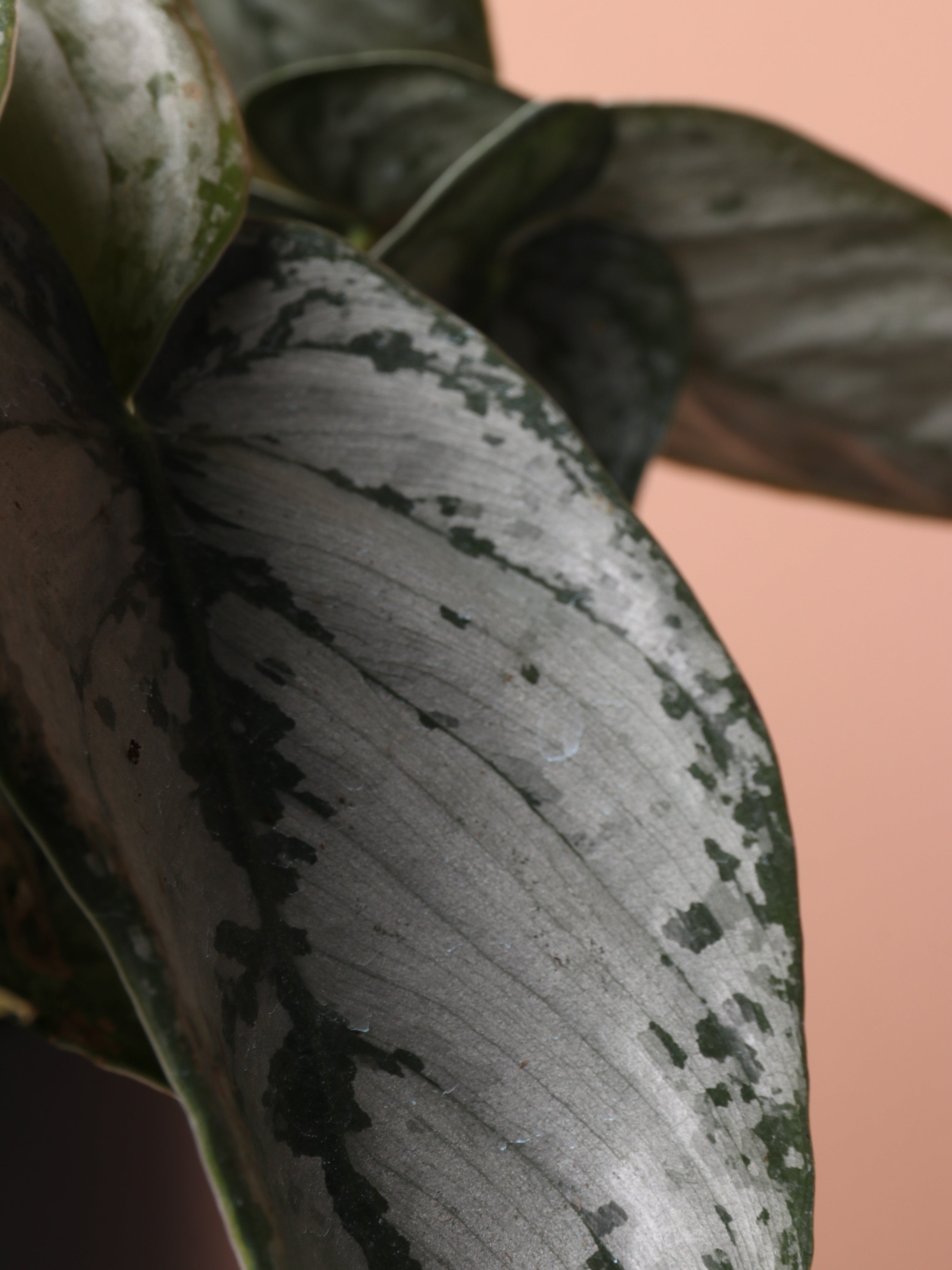 Medium Philodendron 'Brandi'