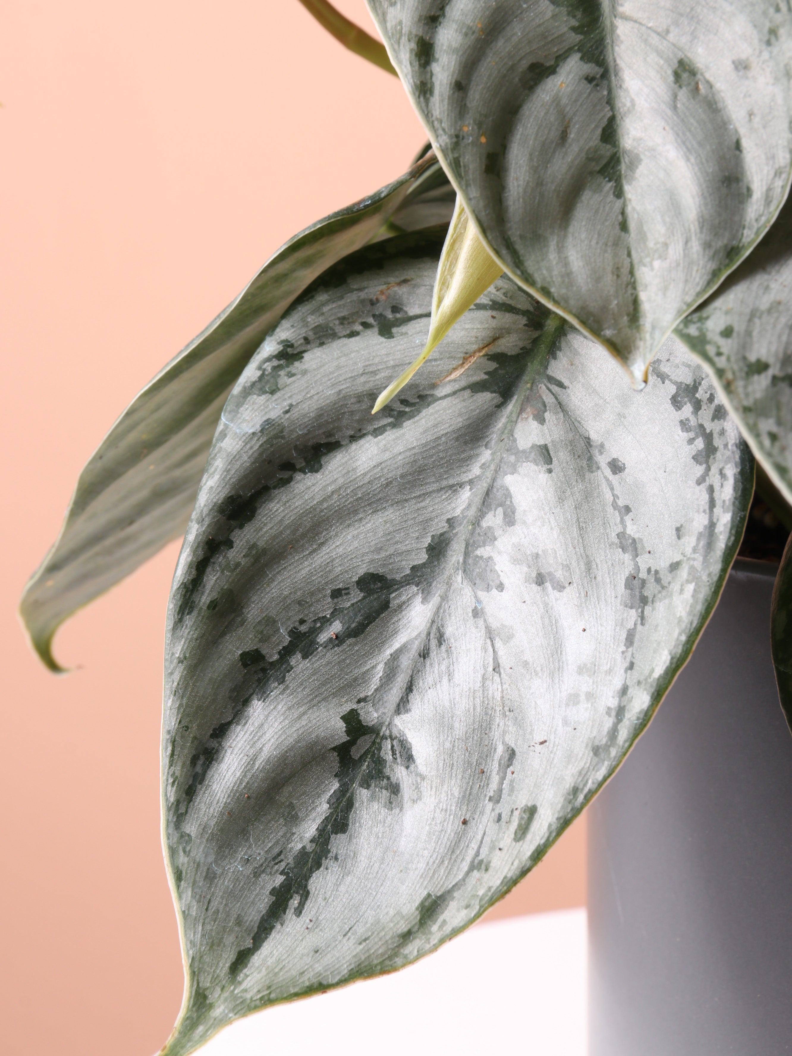 Medium Philodendron 'Brandi'