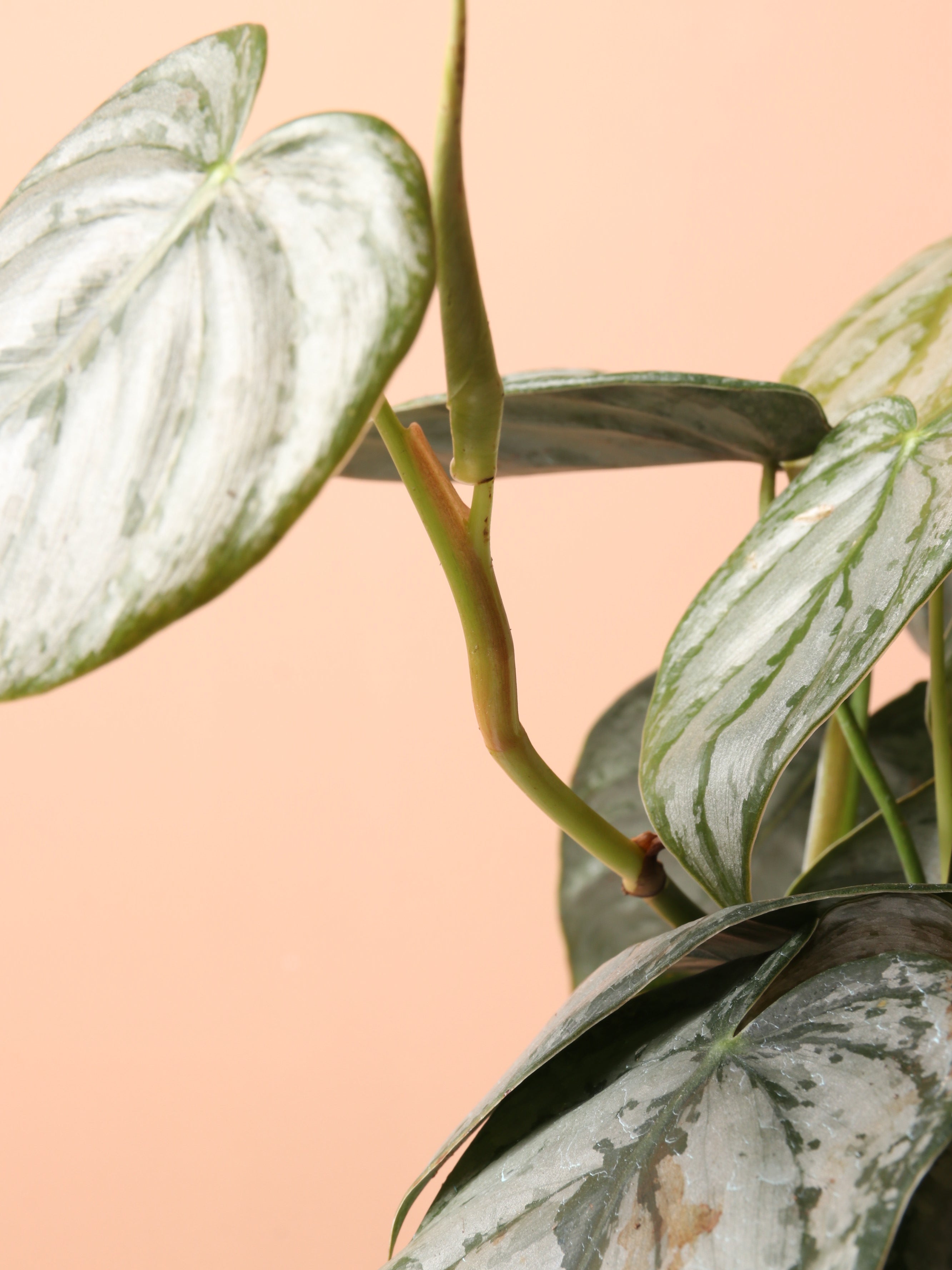 Medium Philodendron 'Brandi'