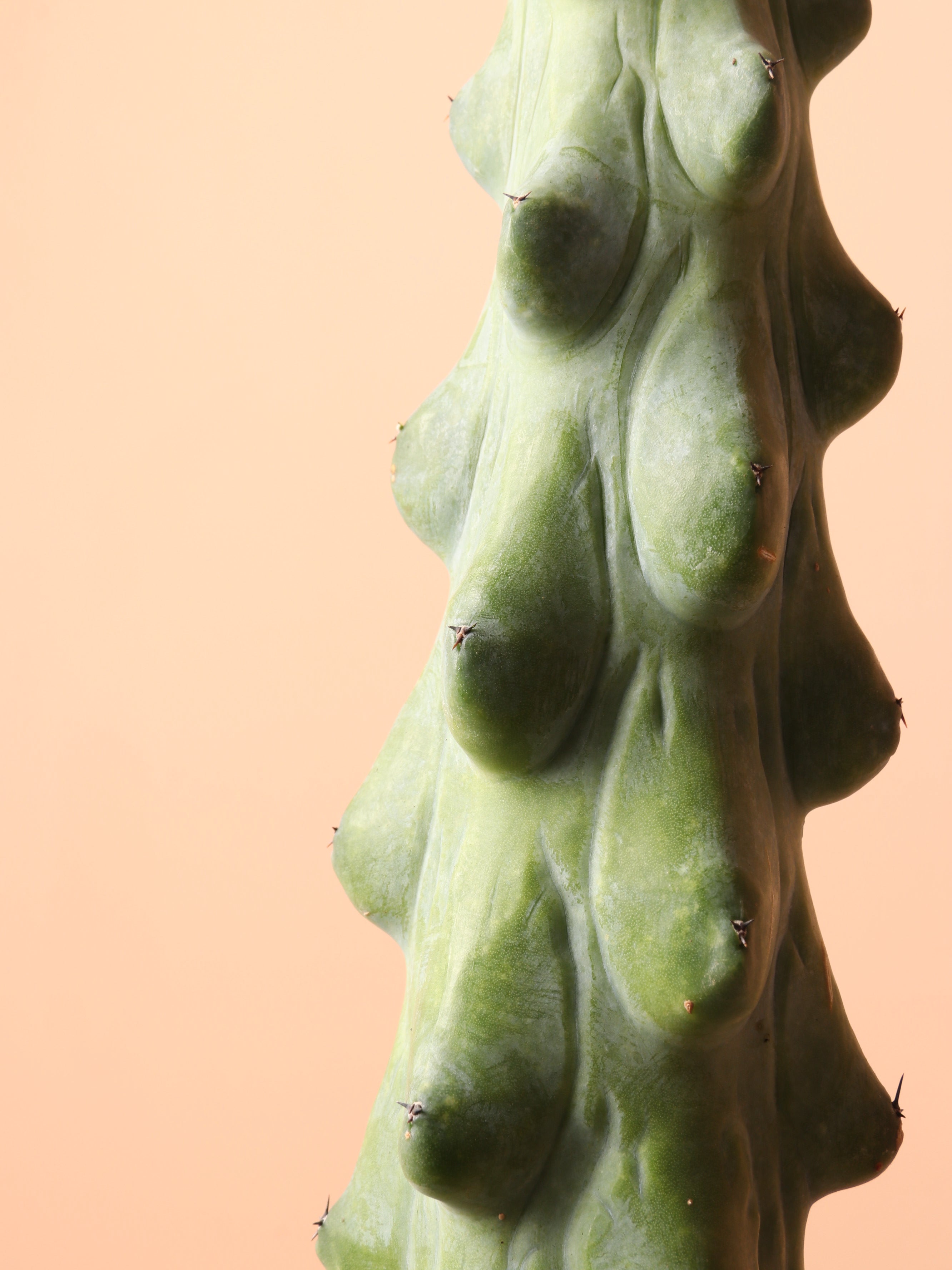 Medium Booby Cactus