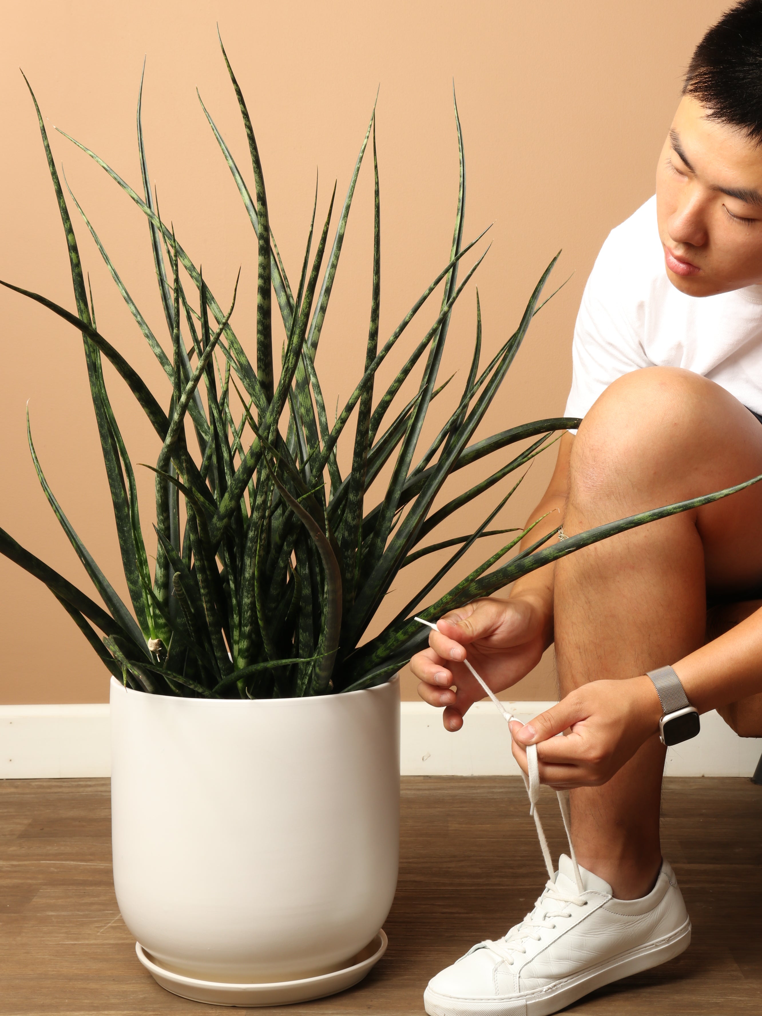 Large Sansevieria Fernwood