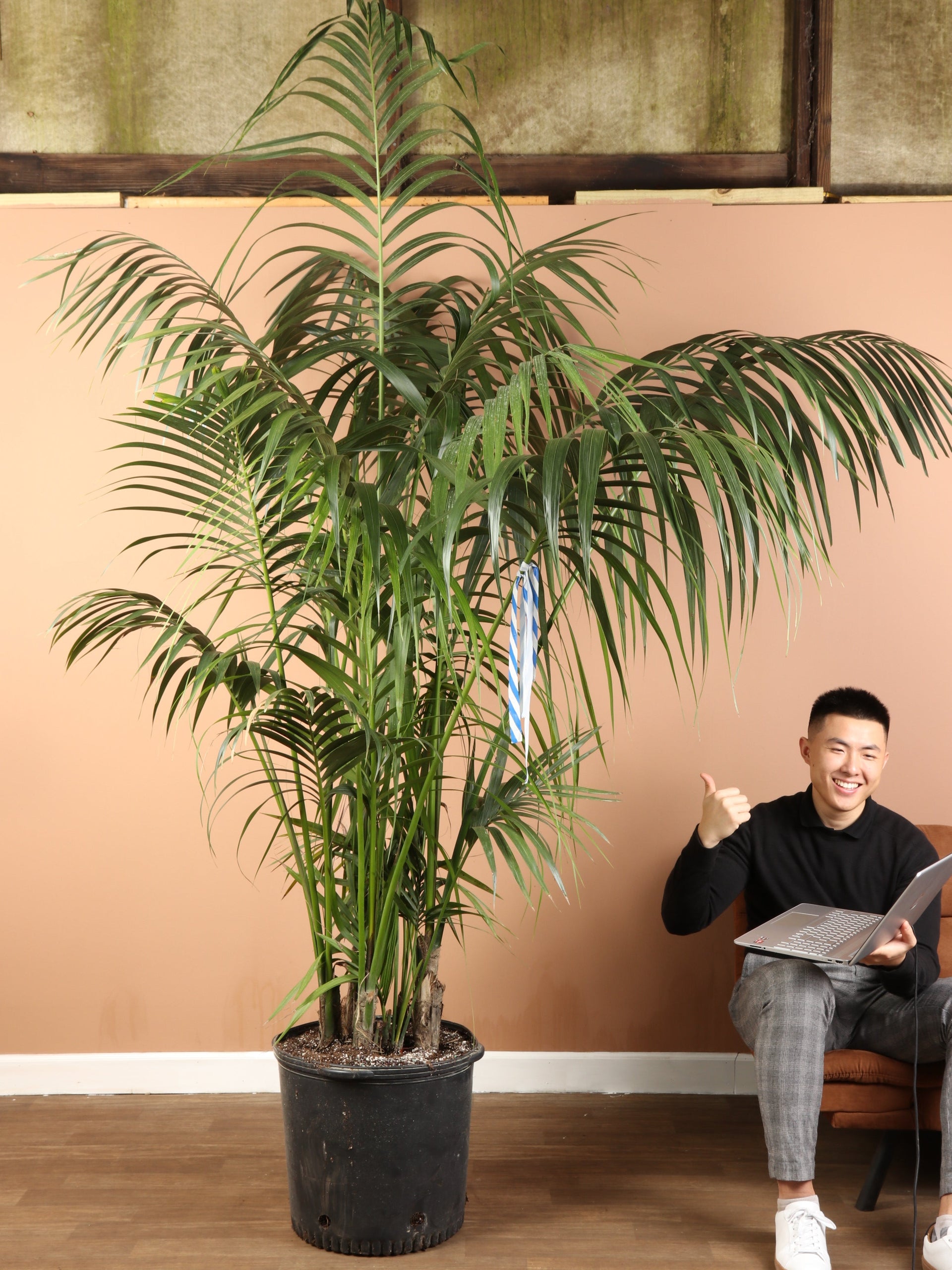 kentia palme toom 7-10 FT Kentia Palm