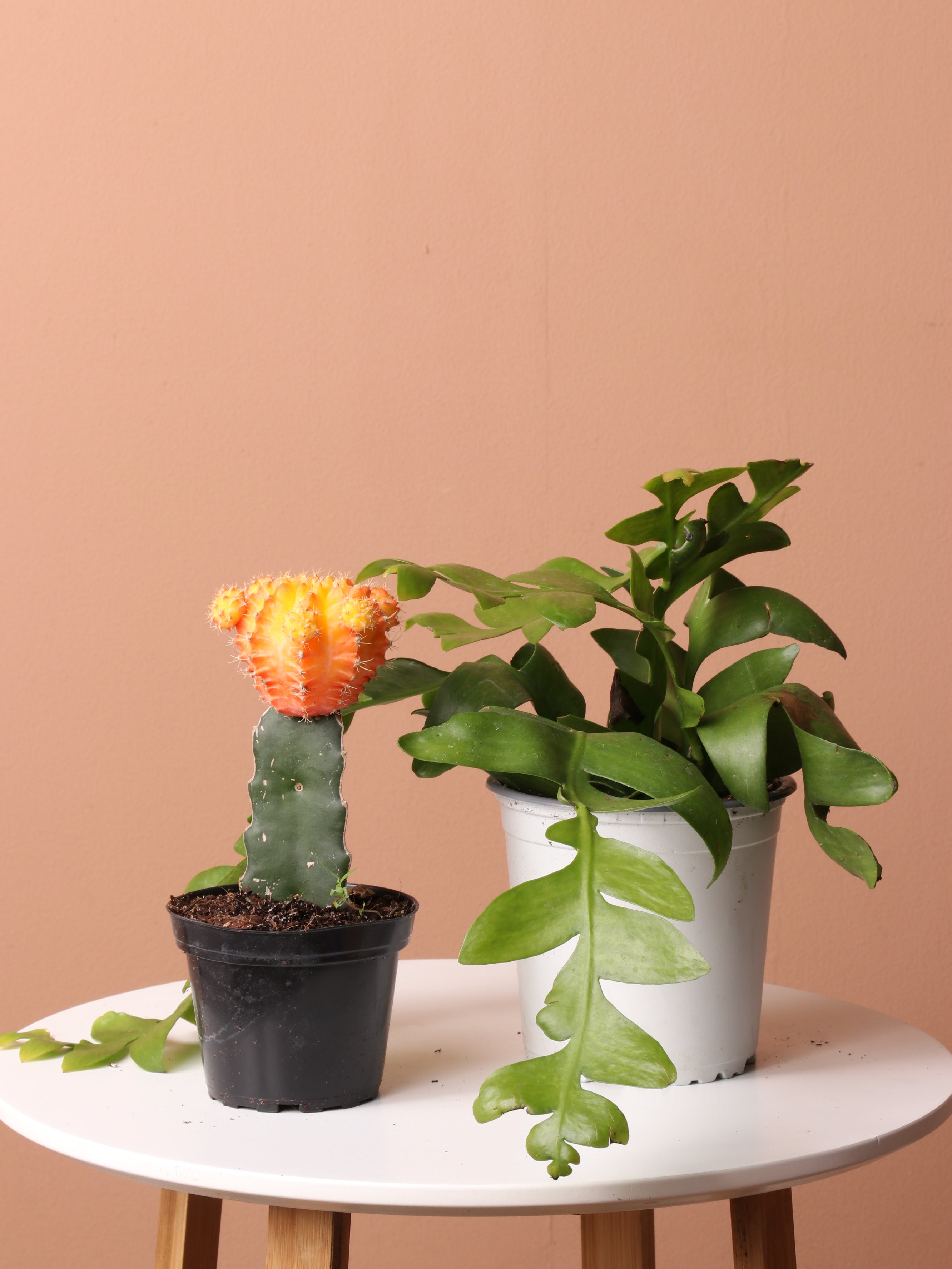 Cactus & Succulent Bundle