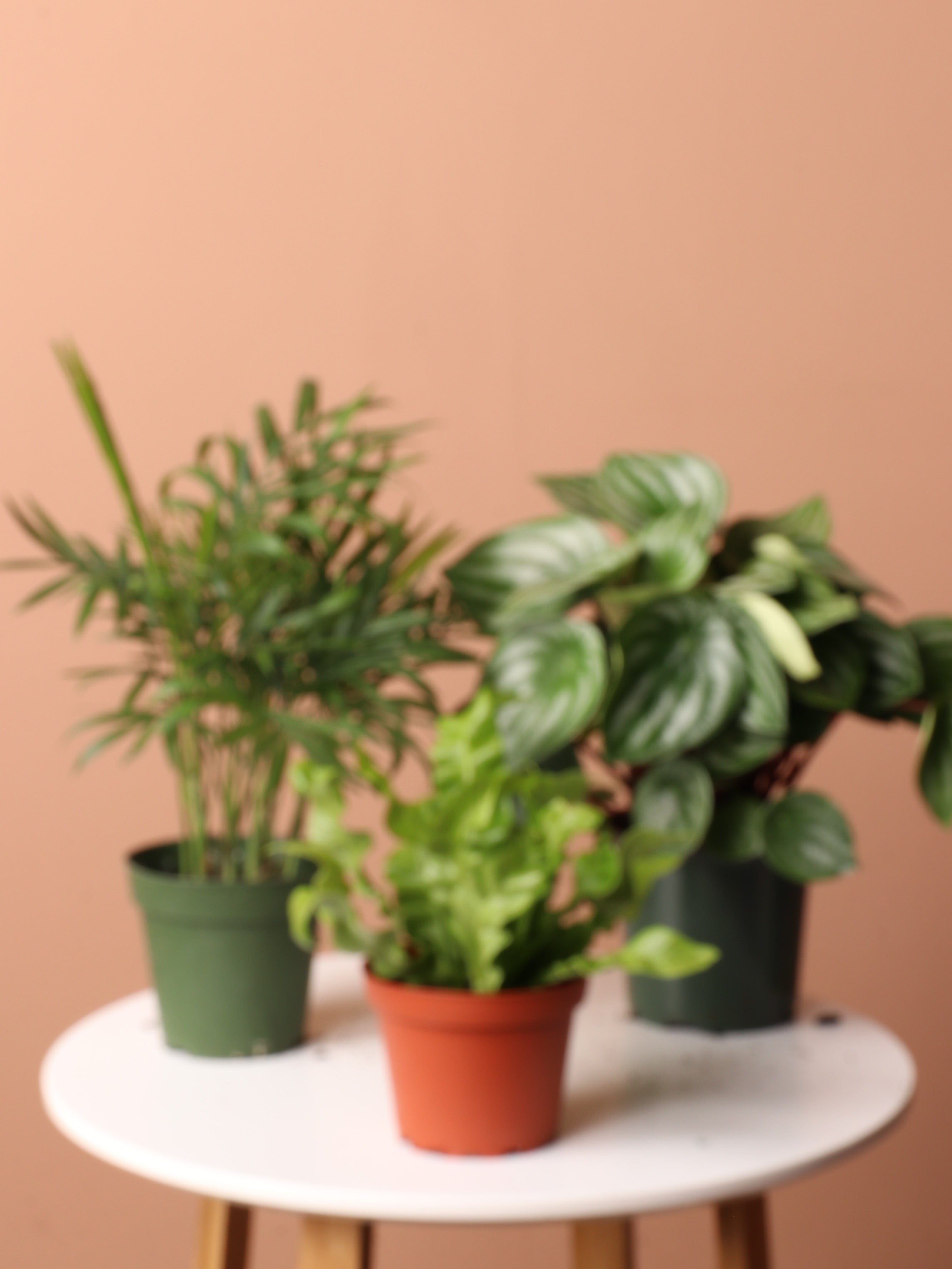 Pet-friendly Plant Bundle