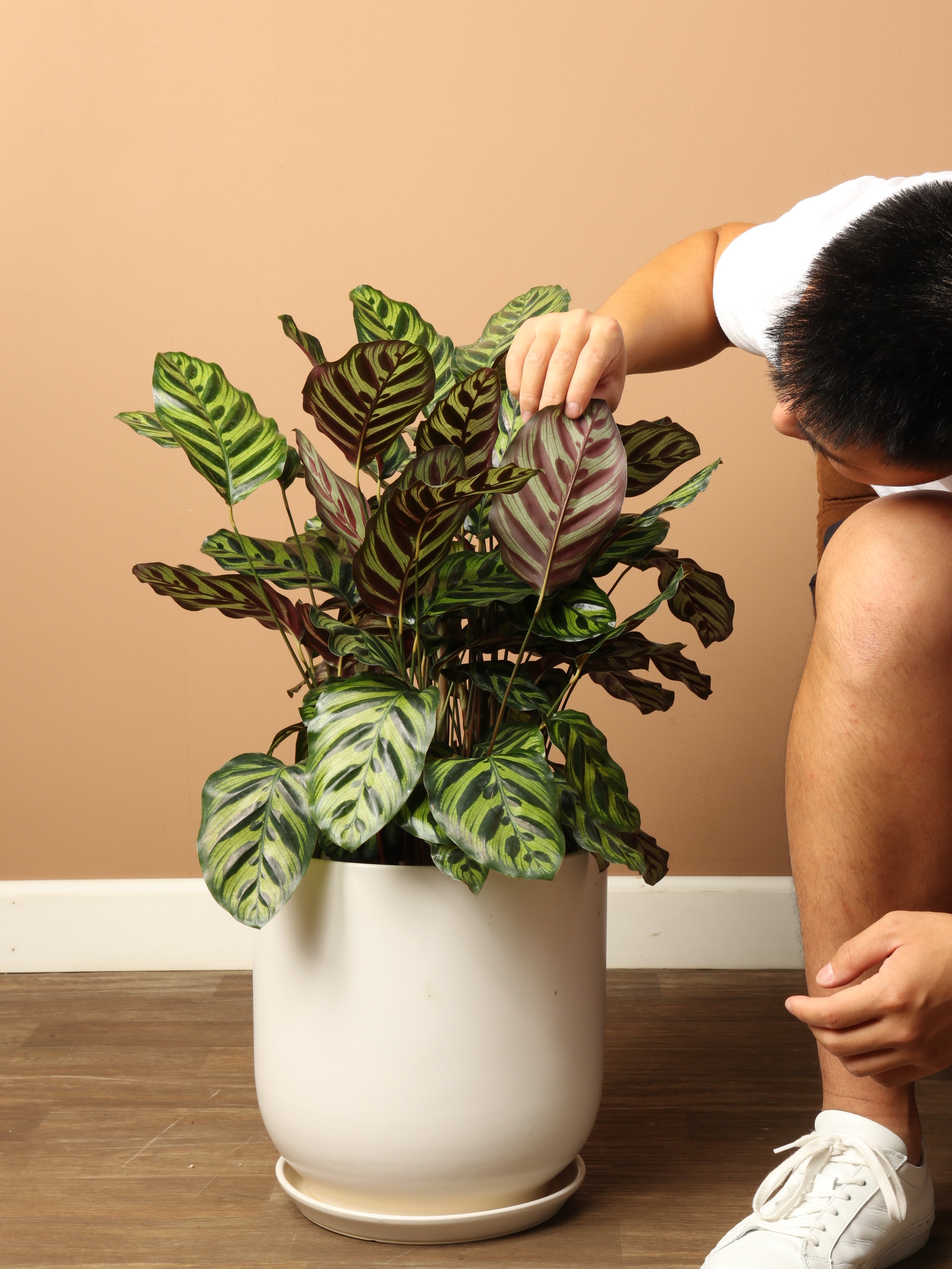 Large Peacock Plant (Calathea)