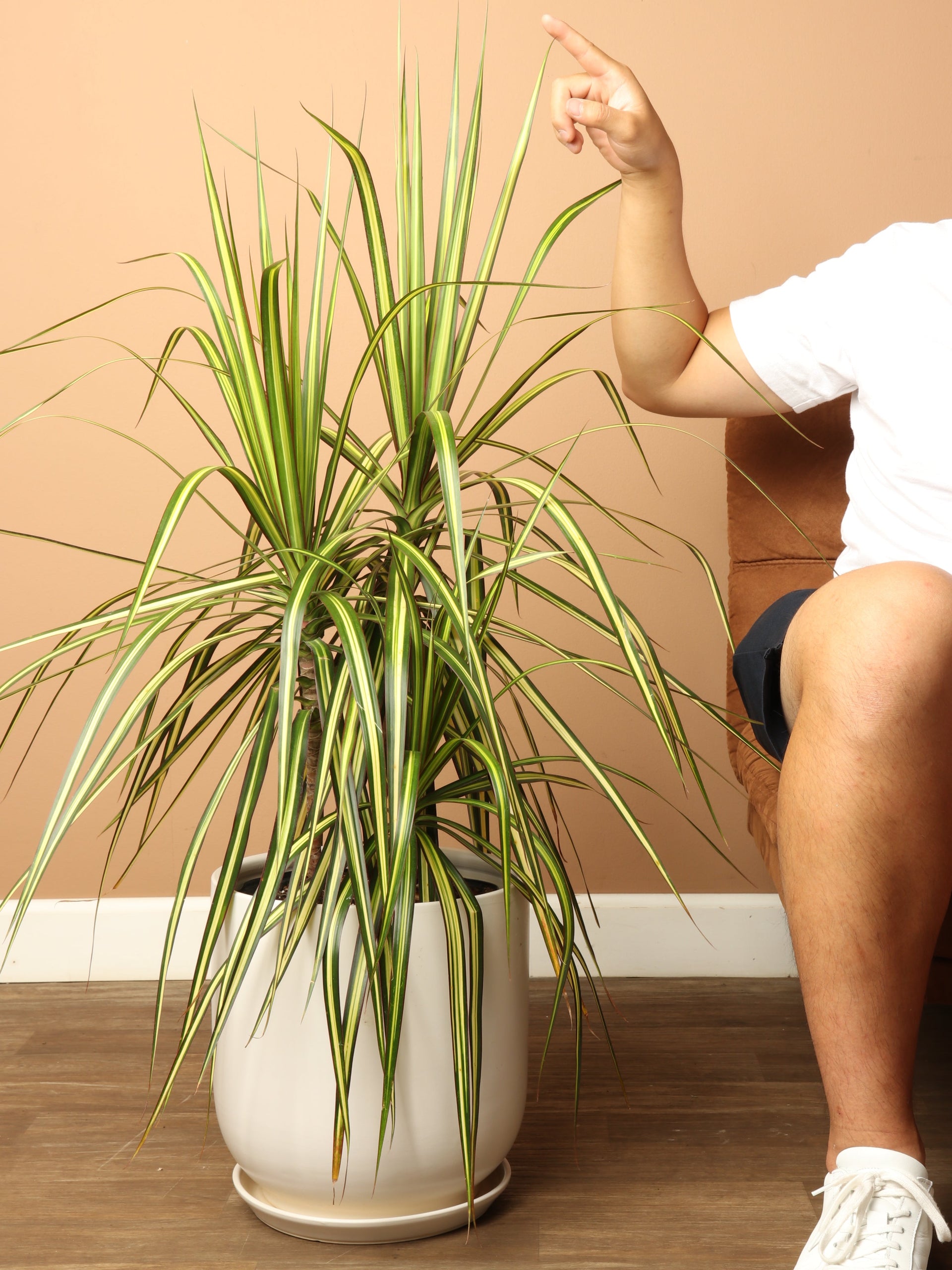 dracaena kiwi plant 3-5 FT Marginata 'Kiwi'
