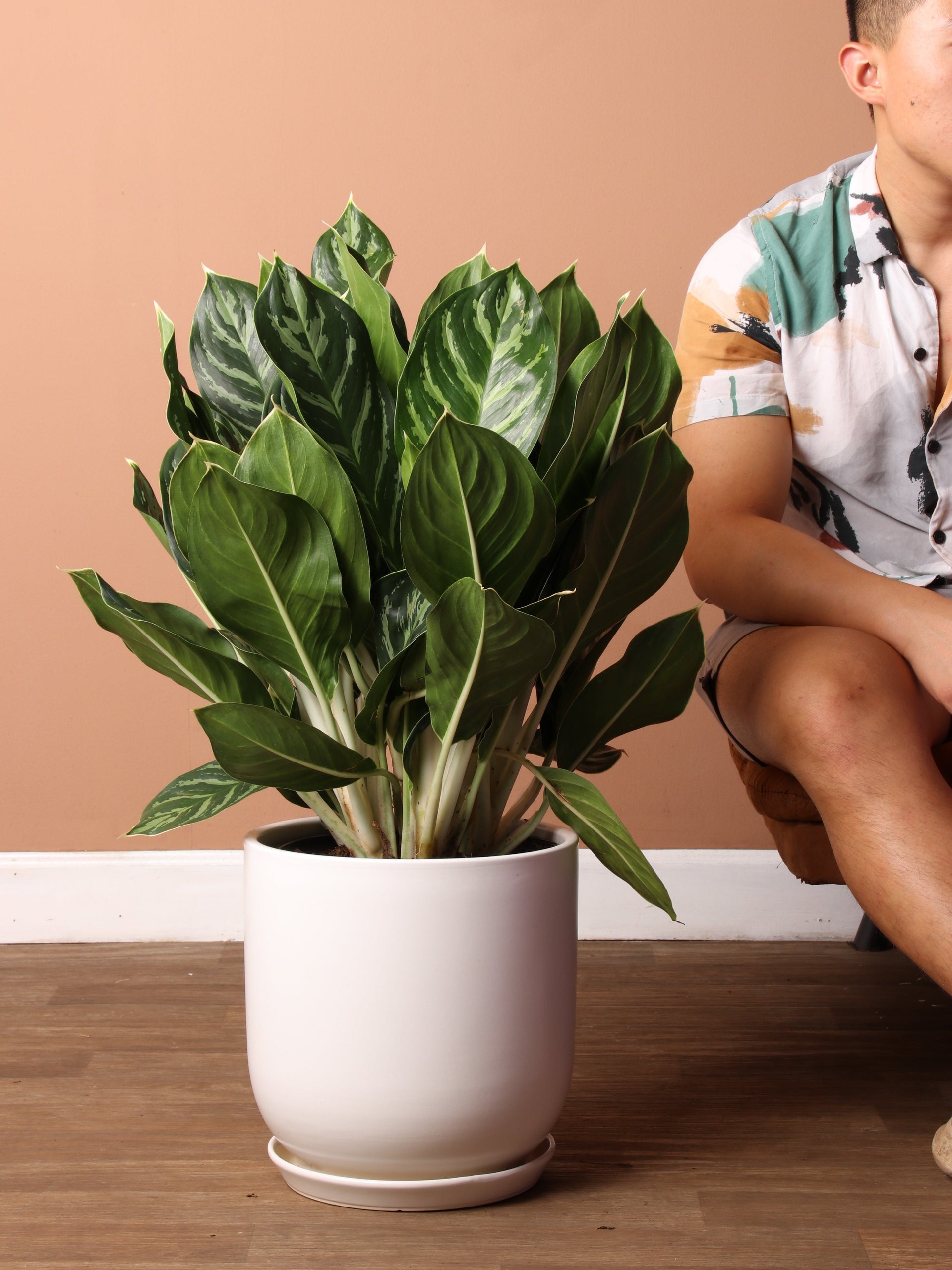aglaonema white stem 3-5 FT Aglaonema 'White Stem'