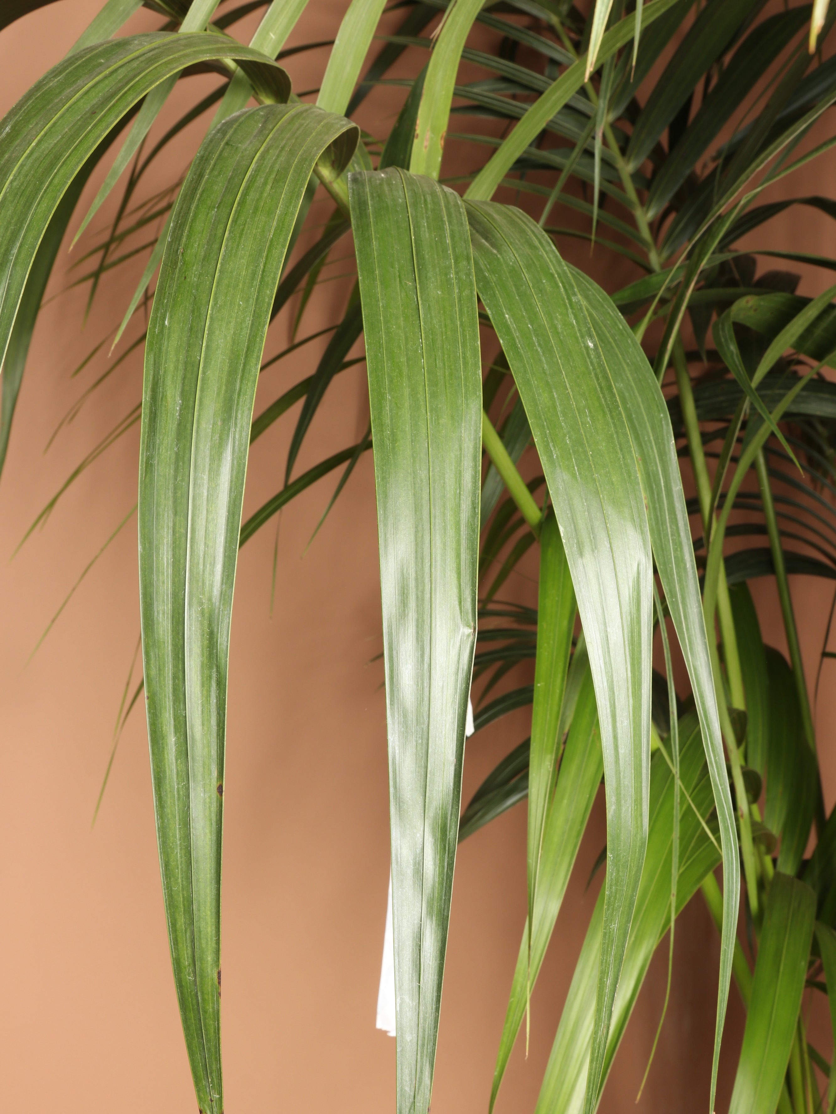 Huge Kentia Palm