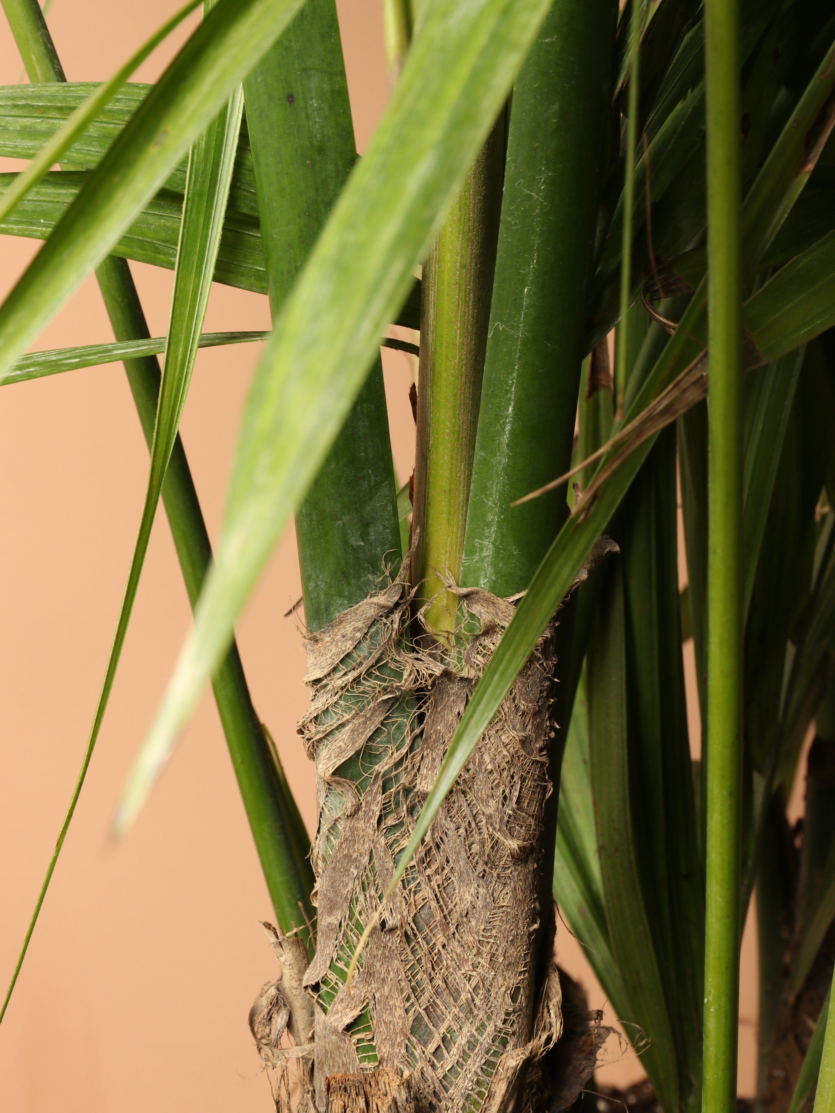 Huge Kentia Palm