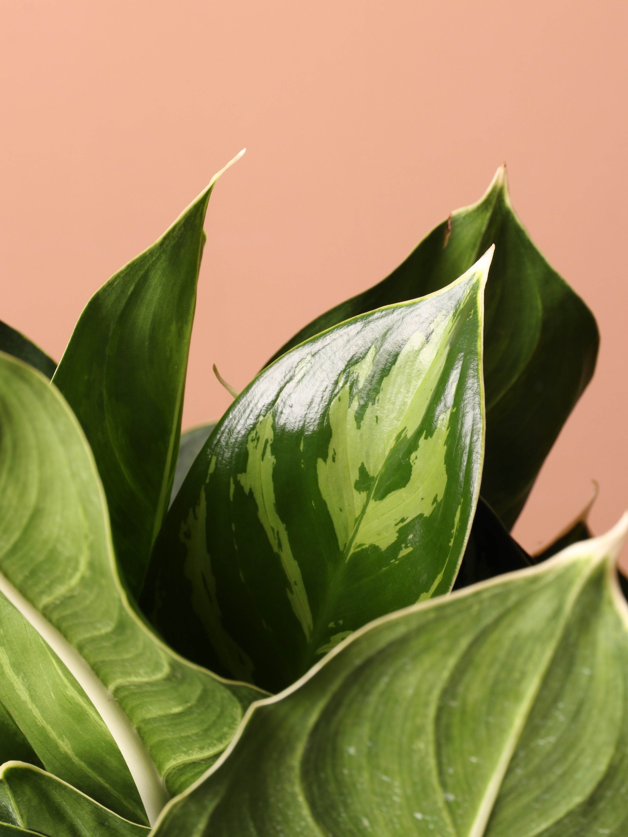 Large Aglaonema 'White Stem'