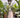 Full Size Olive Tree