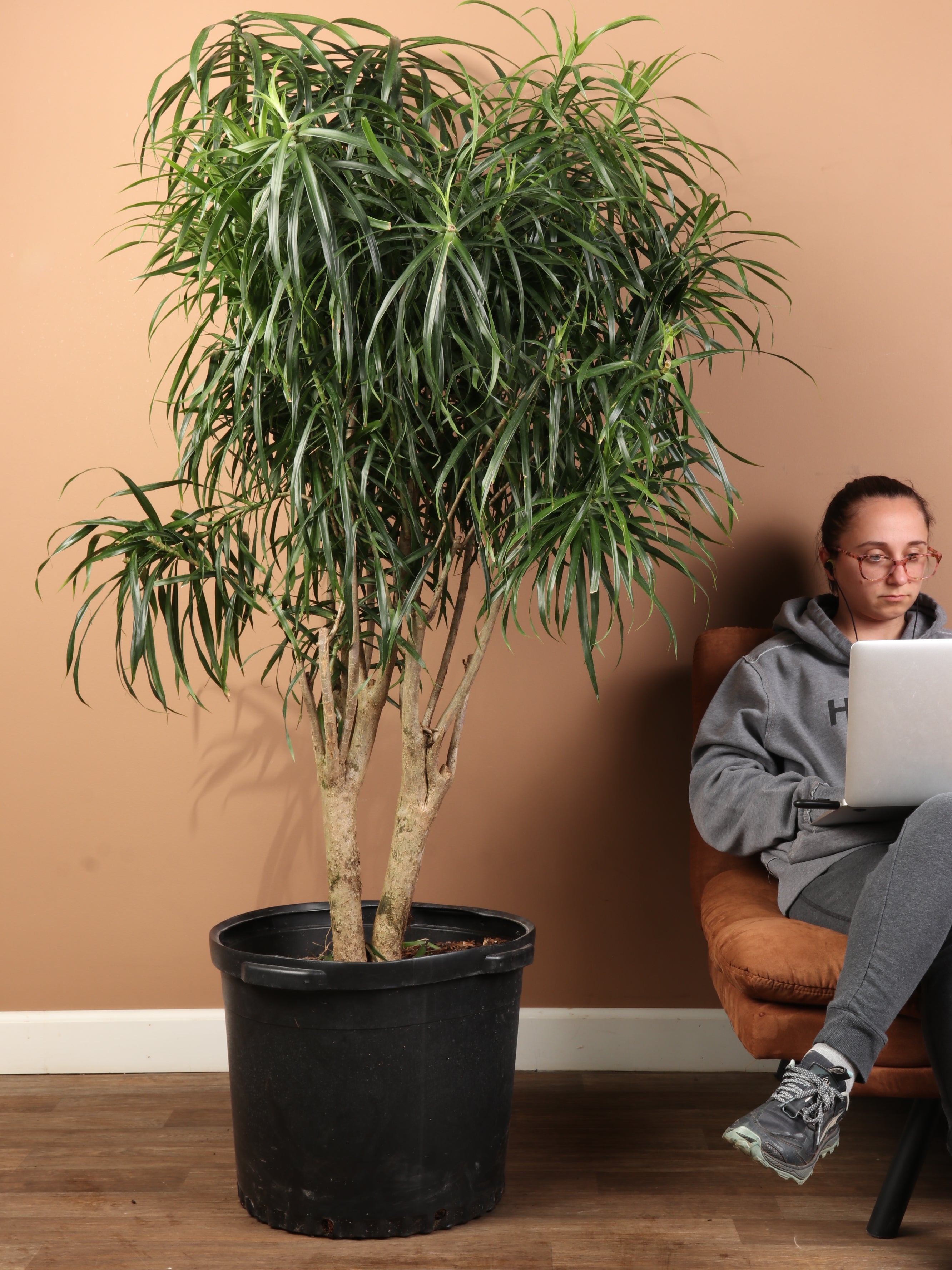 Huge Dracaena 'Anita'