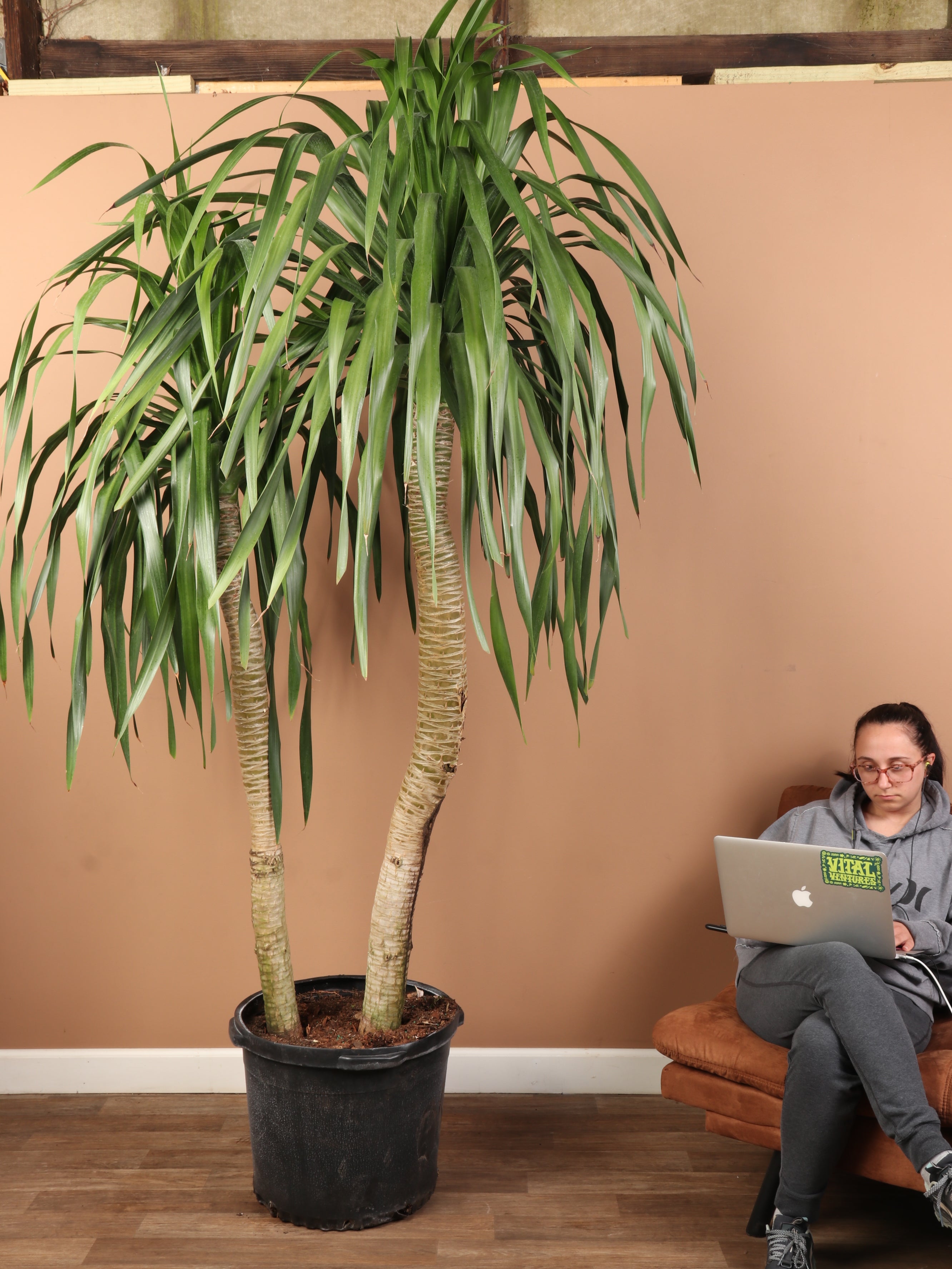 Huge Dracaena 'Arborea' Multiple Stalks