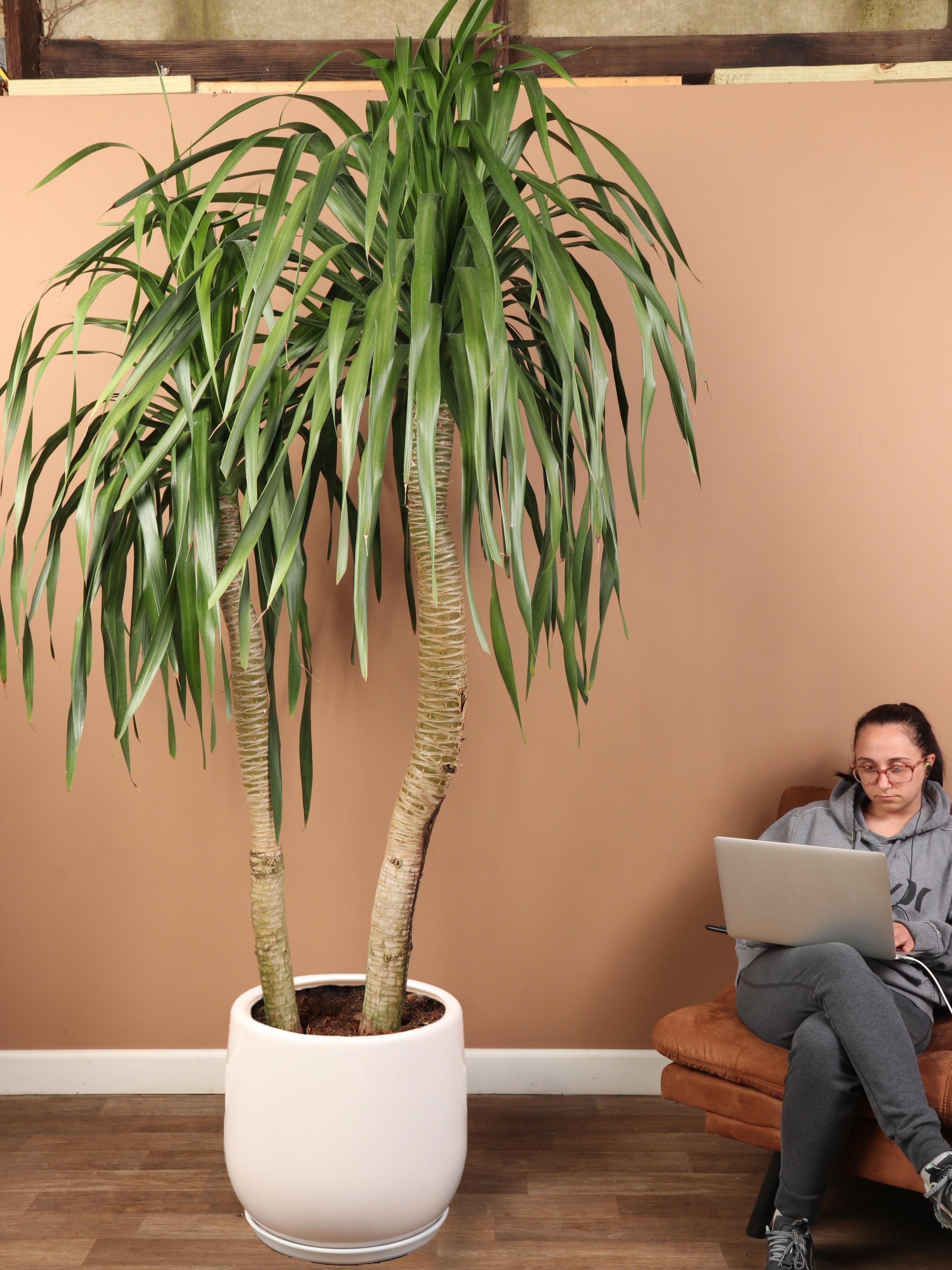 Huge Dracaena 'Arborea' Multiple Stalks