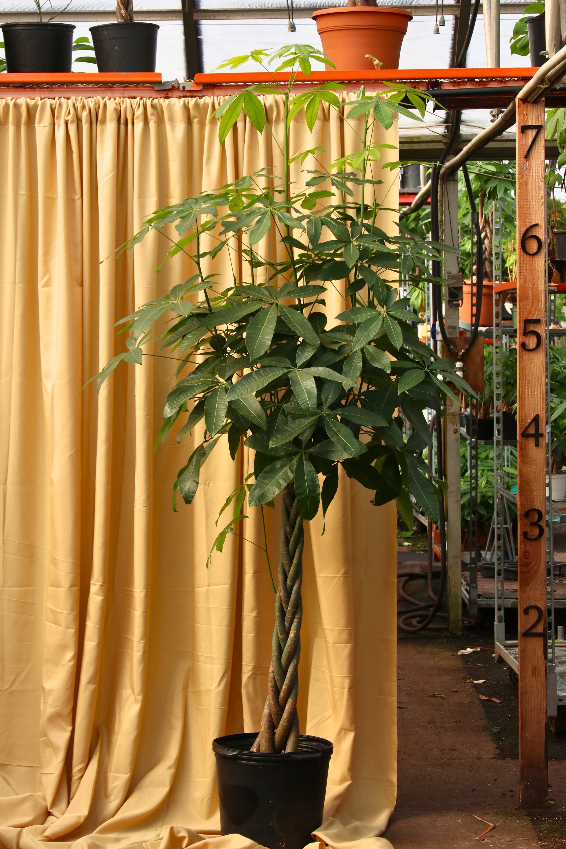 Huge Money Tree – Pafe Plants