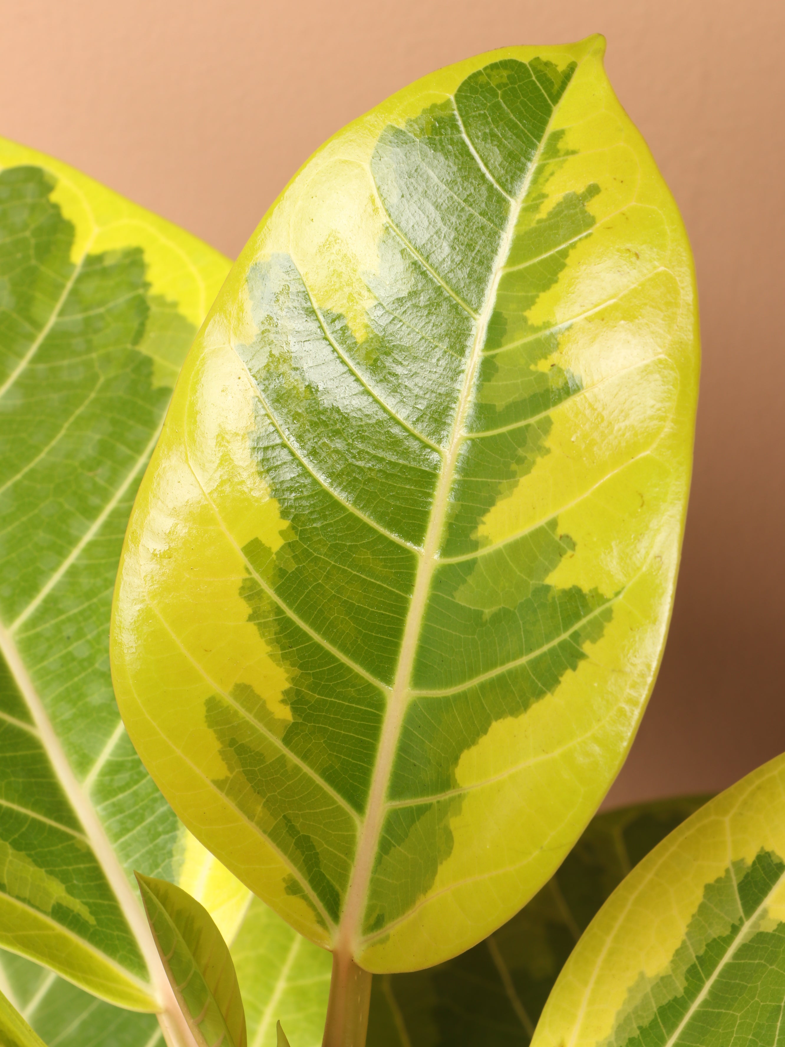 Large Ficus Altissima Bush