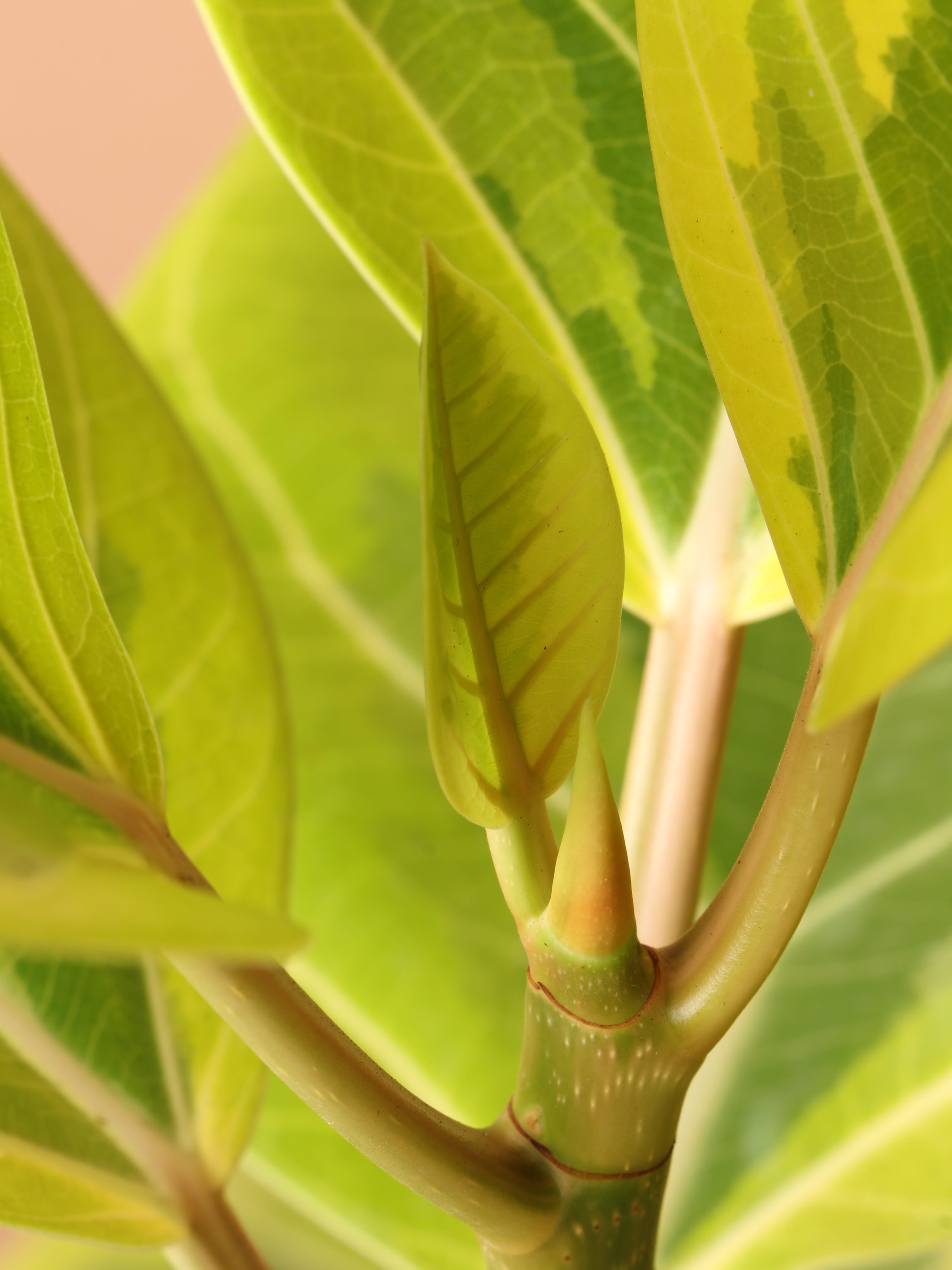 Large Ficus Altissima Bush