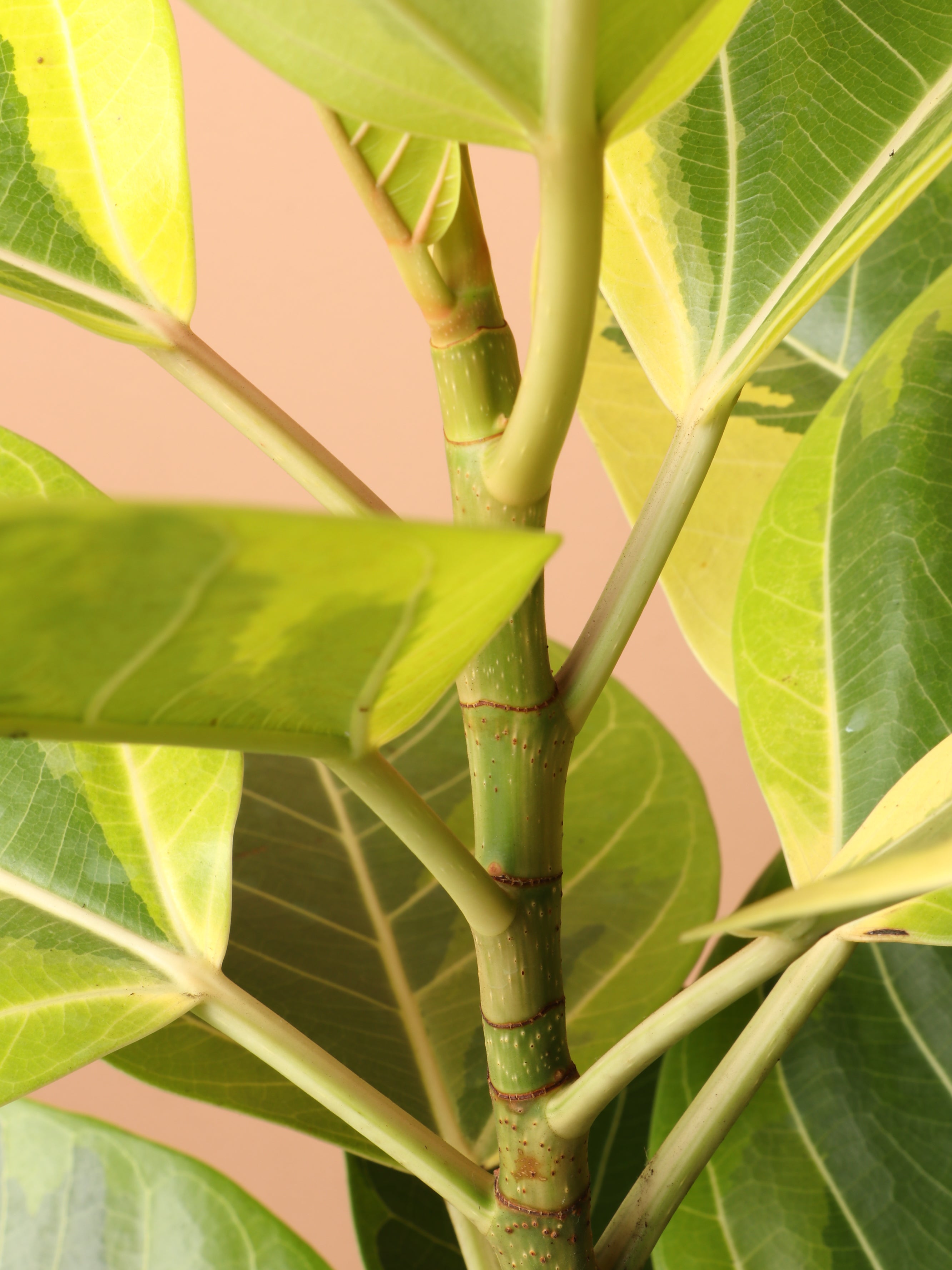 Large Ficus Altissima Bush