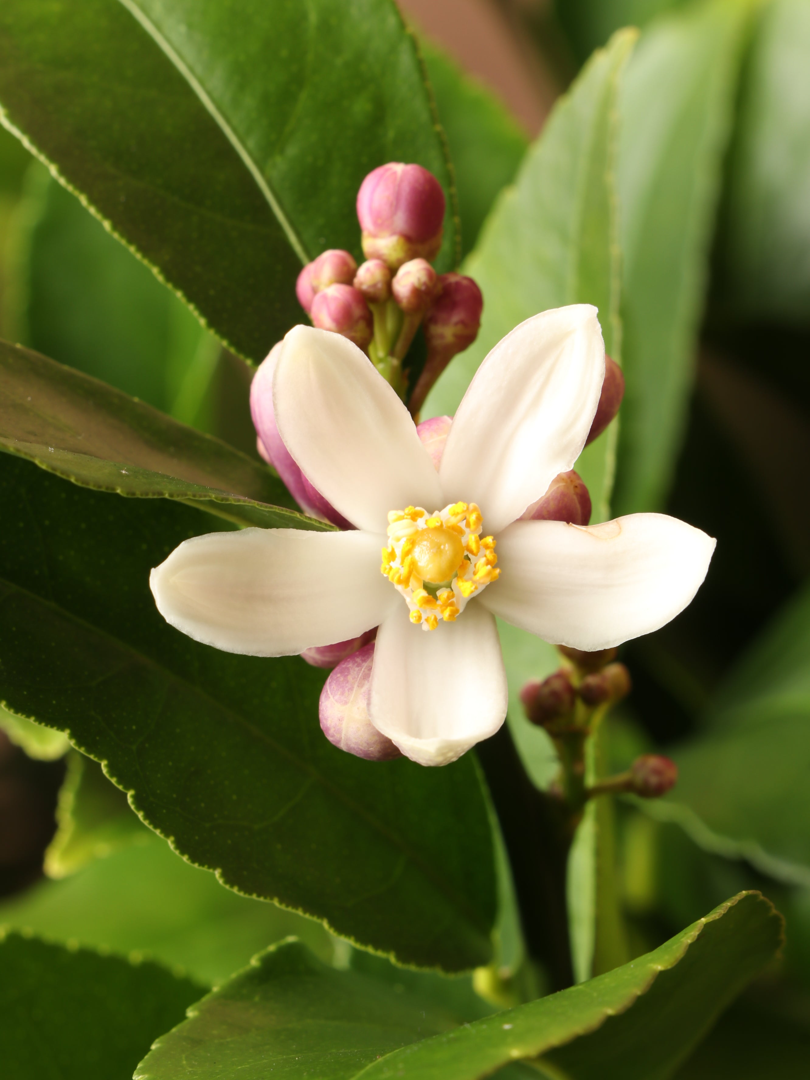 Large Meyer Lemon Bush